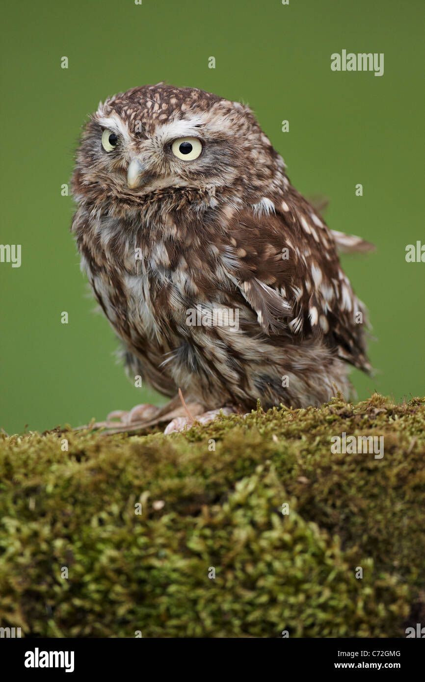 Eine Gefangene kleine Eule auf einem Baumstamm Moos bedeckt Stockfoto