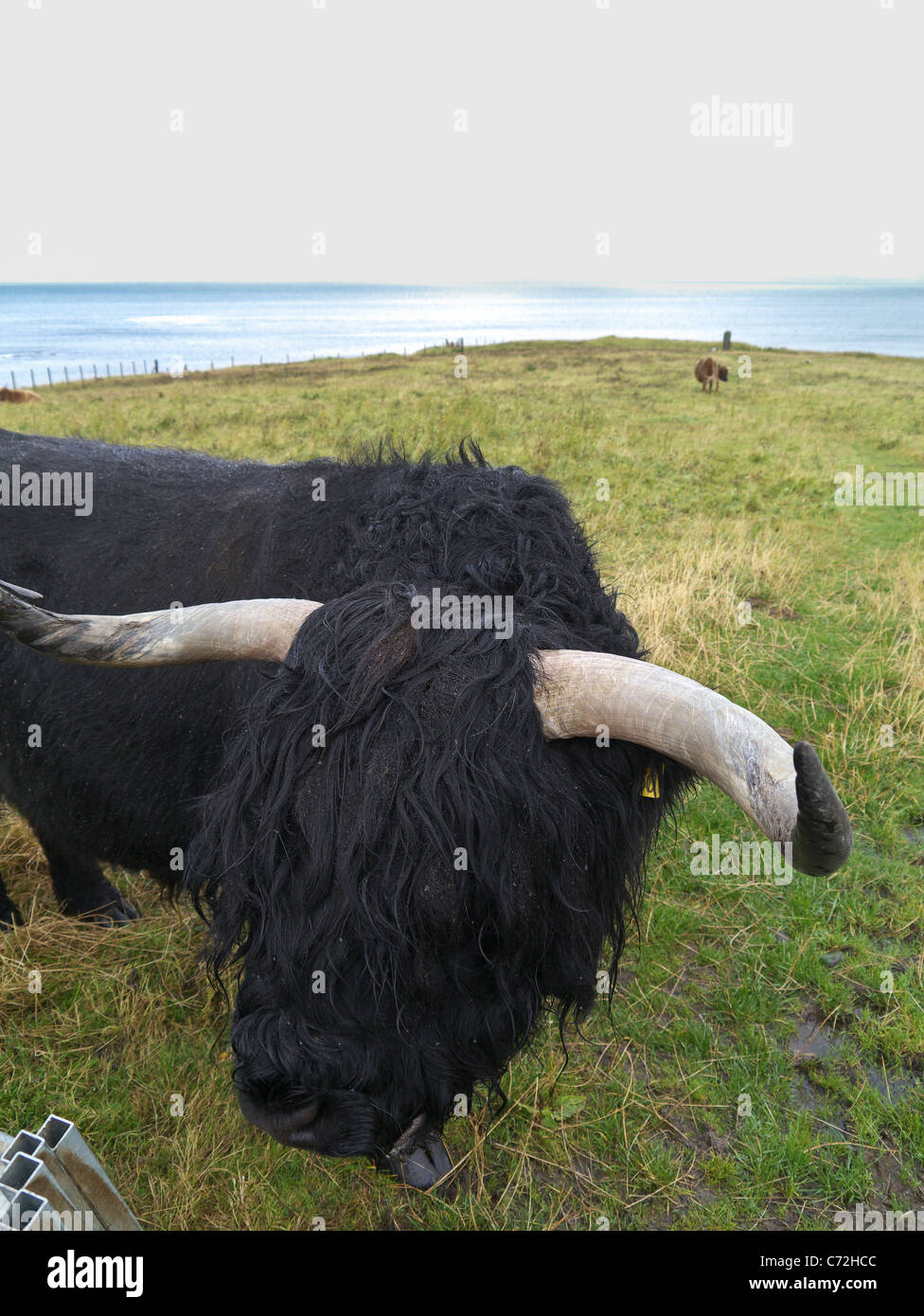 Hochlandrinder am Meer auf der Insel Harris, Schottland. Stockfoto