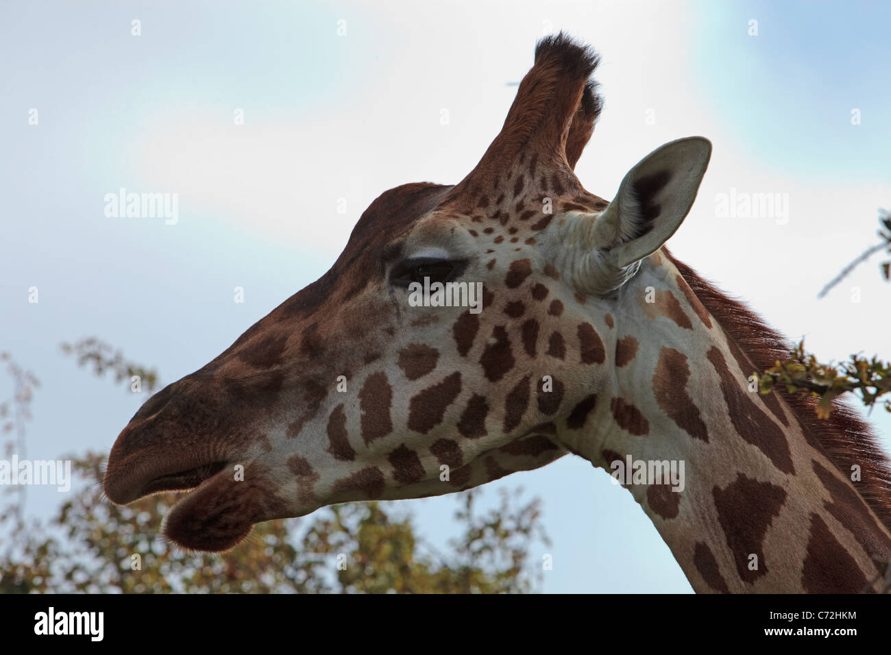 Eine neugierige Giraffa in der frühen Morgensonne. Stockfoto