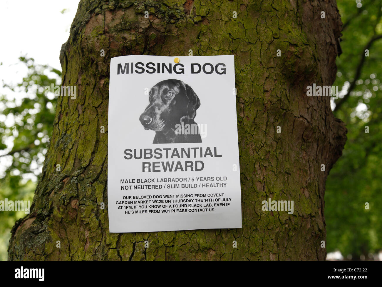 Eine fehlende Hund Plakat in einem Park in London, England, Vereinigtes Königreich Stockfoto