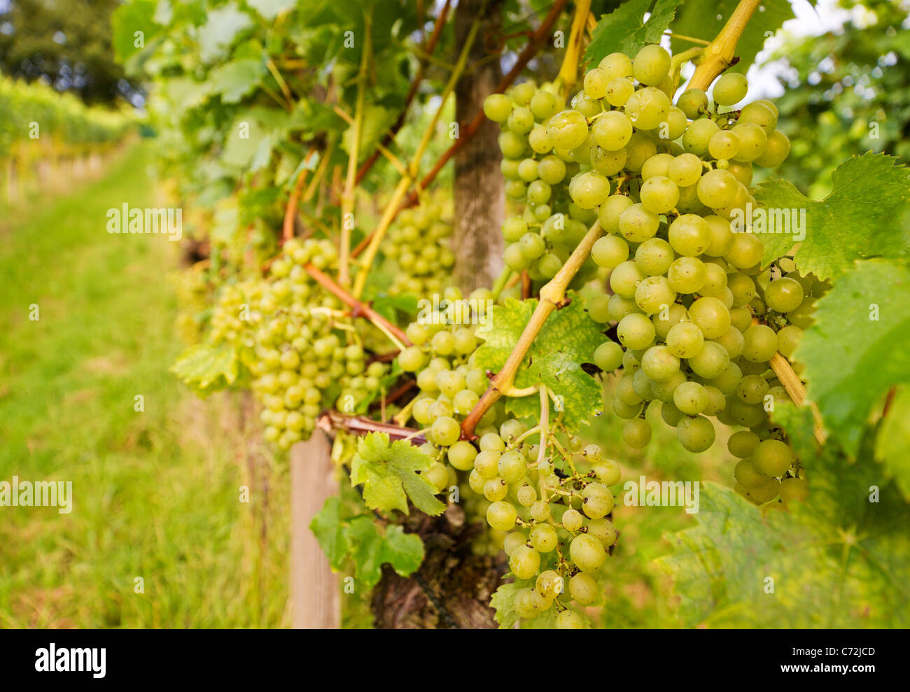 reife Trauben an Rebe im Herbst im Weinberg Stockfoto