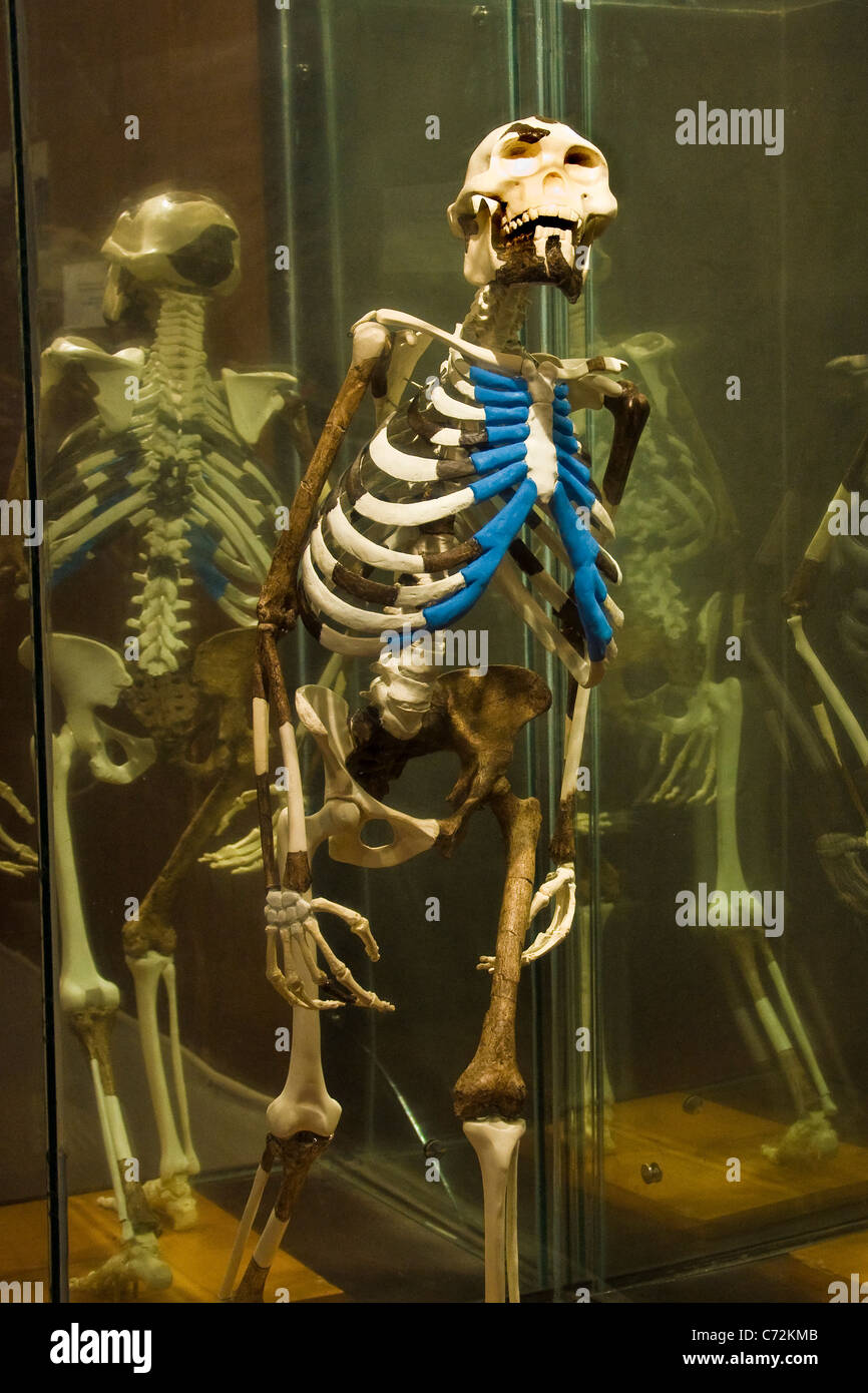 Lucy, Nationales Archäologisches Museum, Addis Ababa, Äthiopien Stockfoto