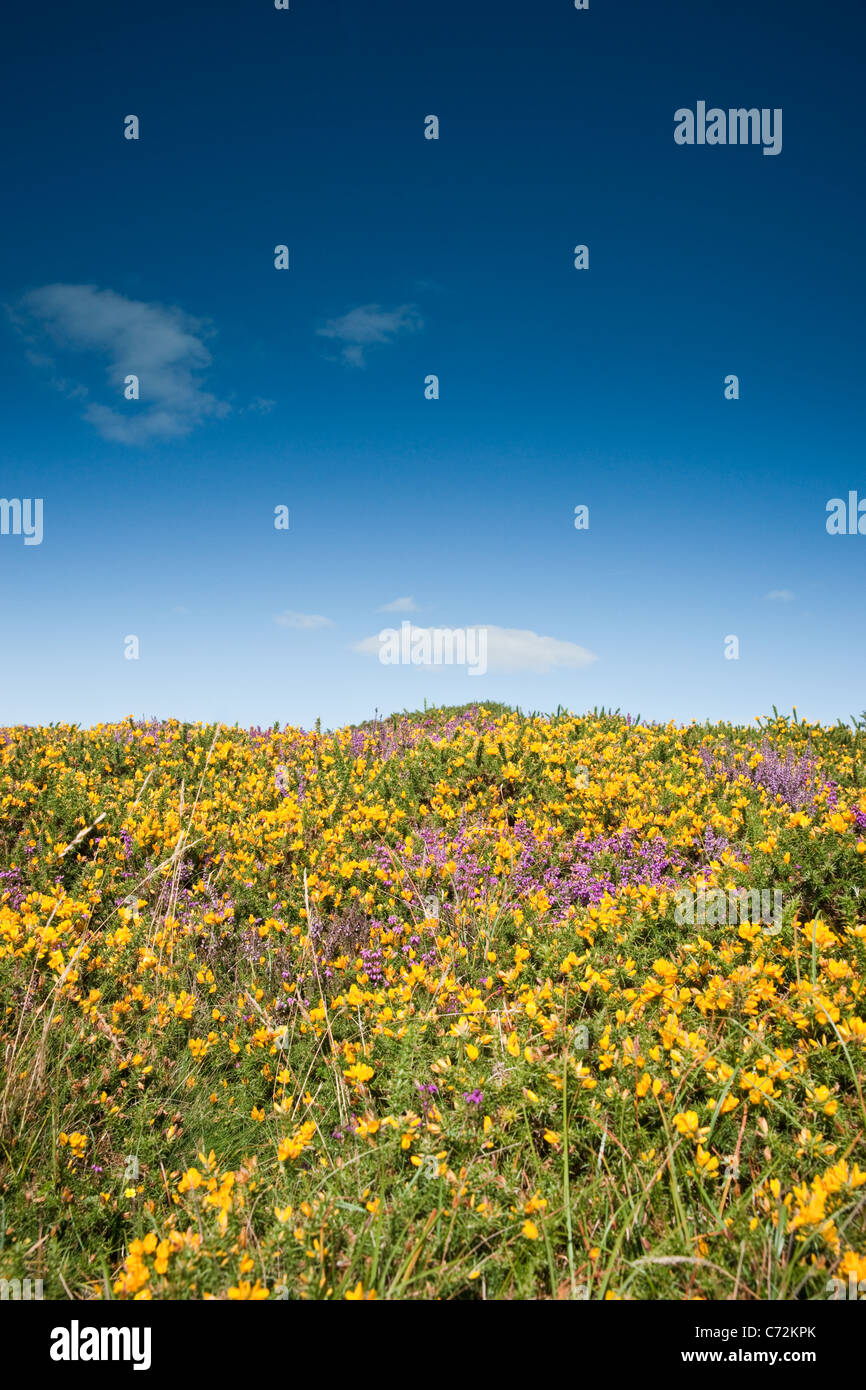 Eine vertikale Aufnahme von Ginster und Heidekraut blüht auf ein Moor mit blauem Himmelshintergrund Stockfoto