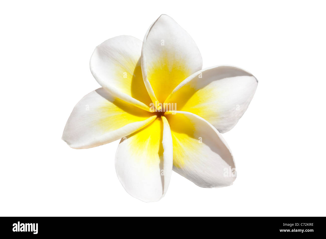 Frangipani Blume isoliert auf weißem Hintergrund Stockfoto