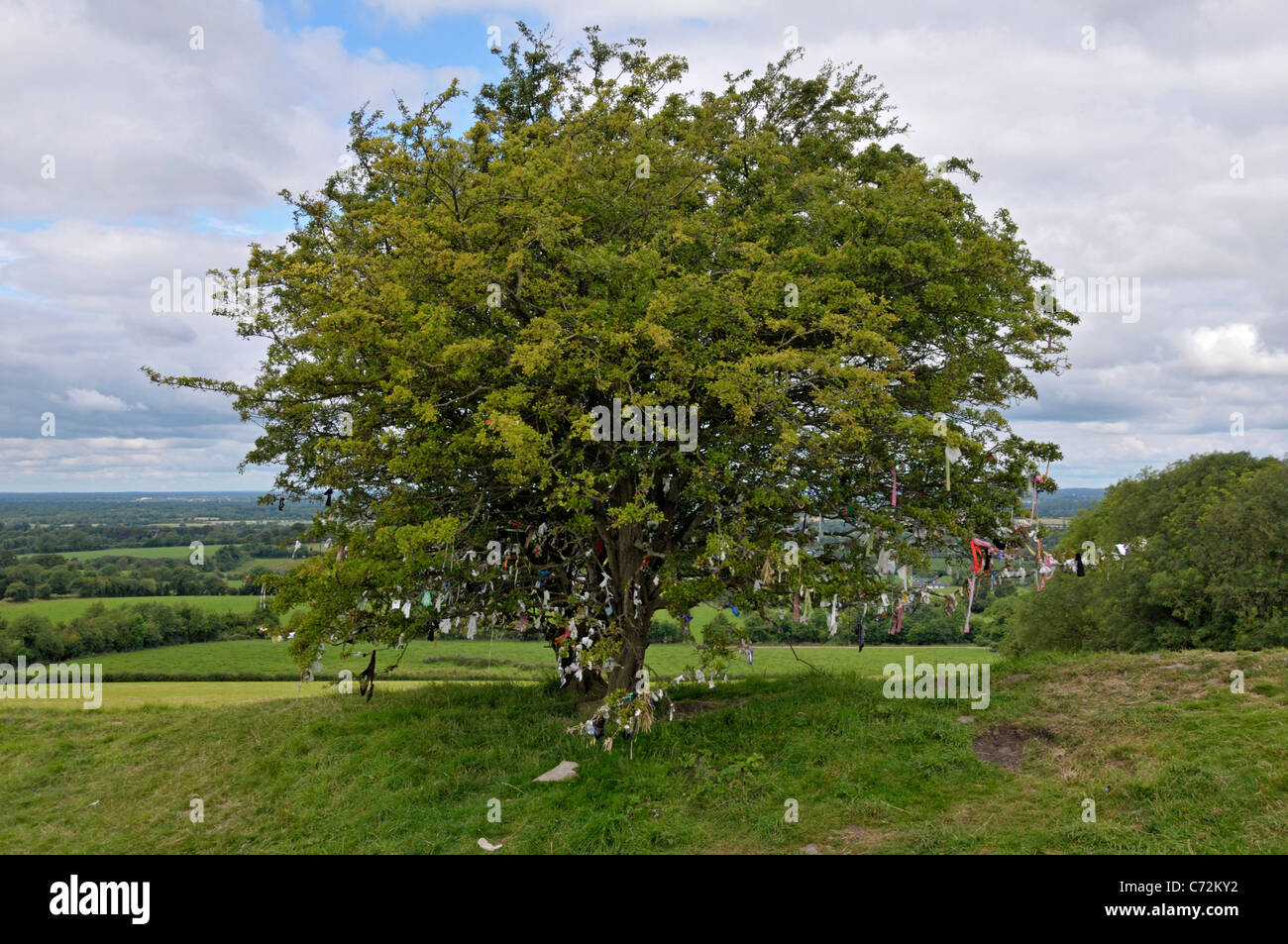 Fee Bäume, Hügel von Tara, County Meath, Irland Stockfoto