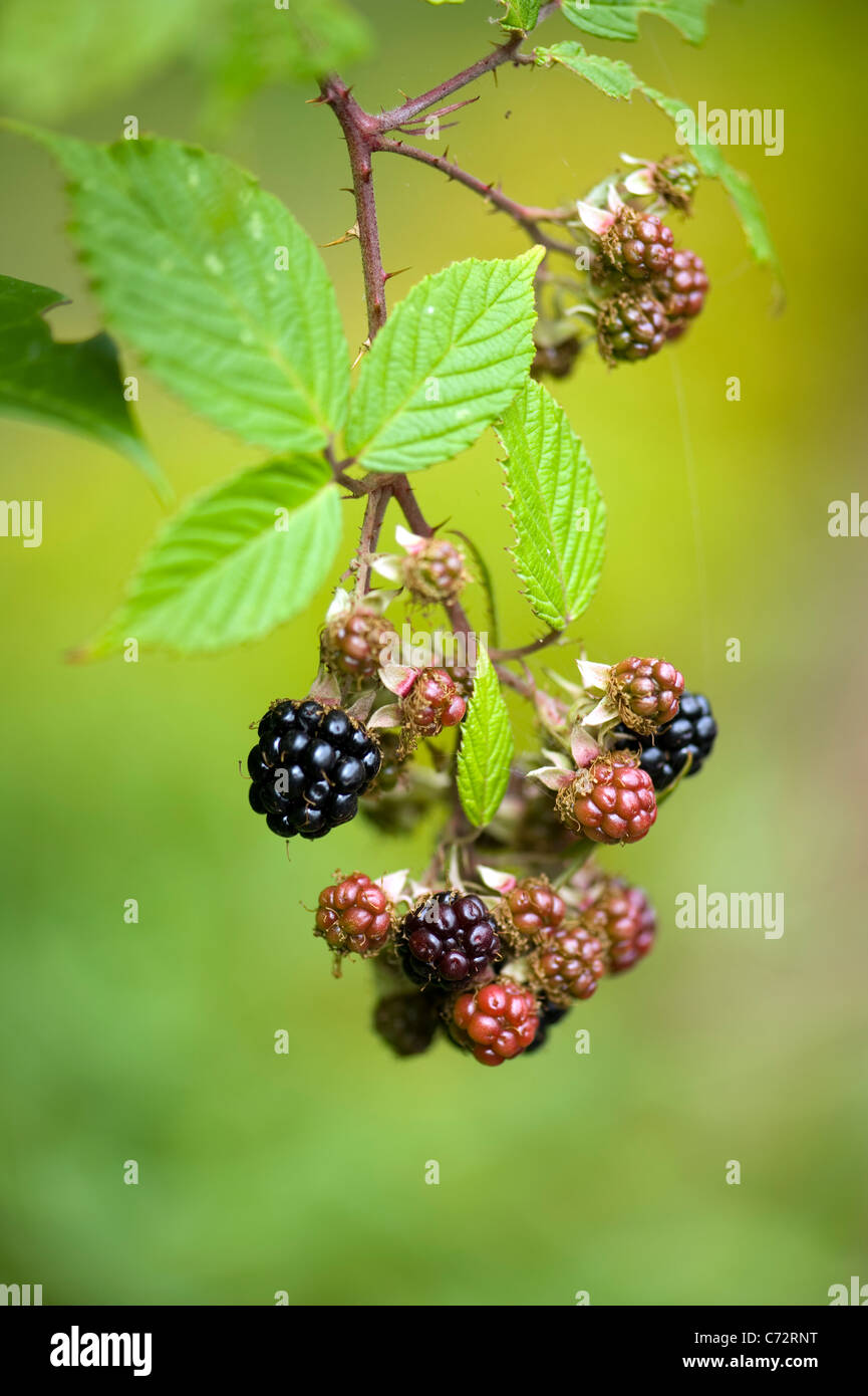 Bramble neue Frucht - Rubus fruiticosus Stockfoto