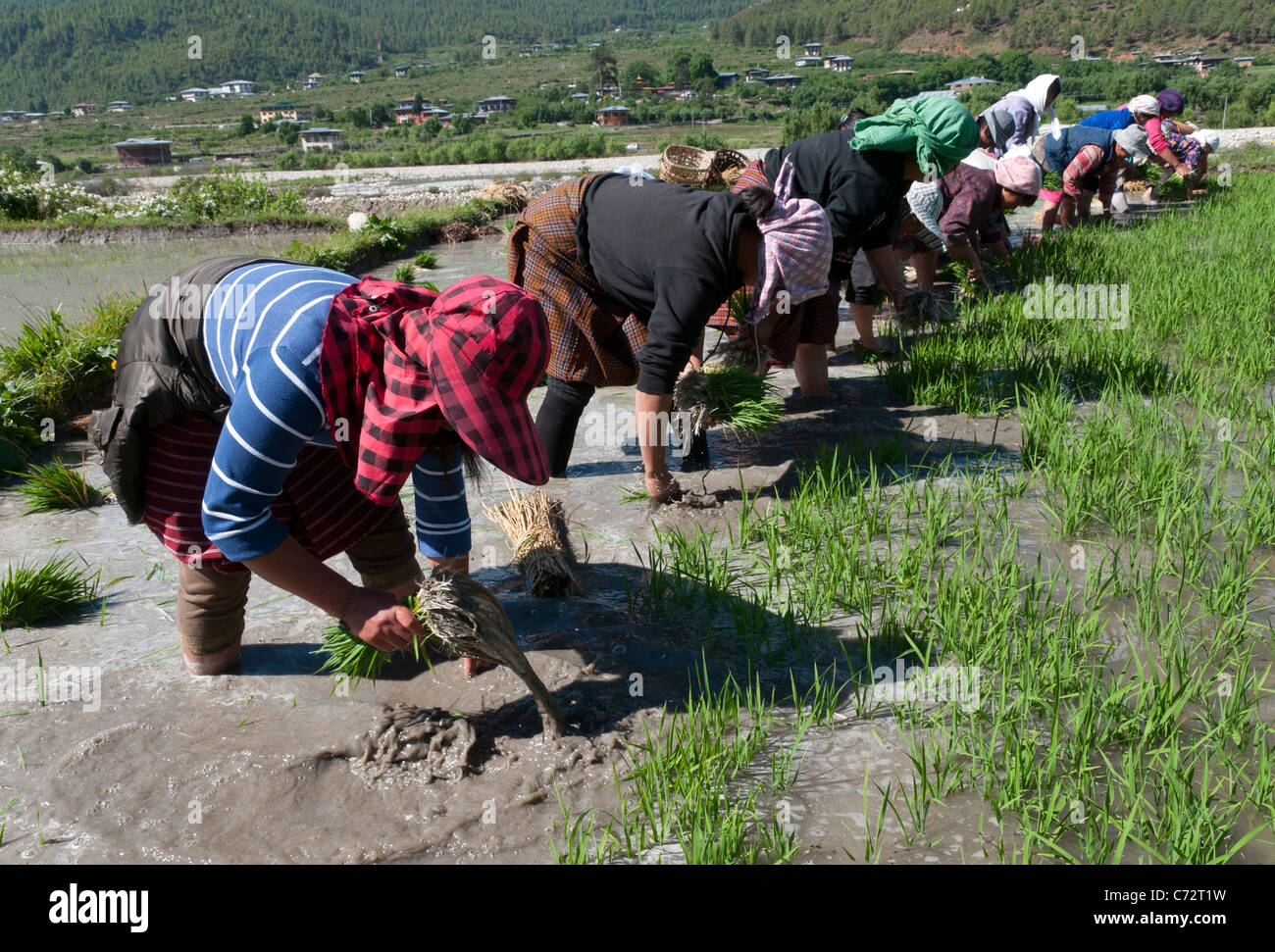 Anbau von Reis. Bäuerinnen Reis Triebe in Reisfeldern Umpflanzen. Paro-Tal. Bhutan Stockfoto