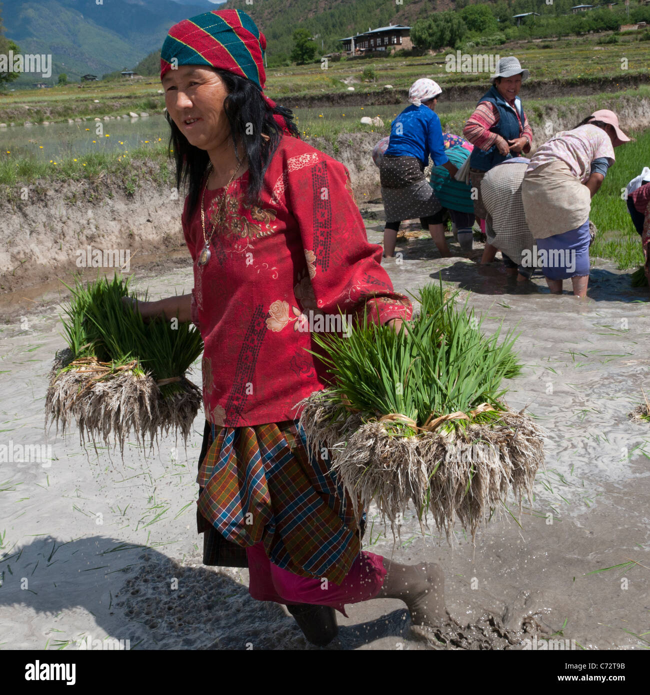 Anbau von Reis. Bäuerinnen Reis Triebe in Reisfeldern Umpflanzen. Paro-Tal. Bhutan Stockfoto