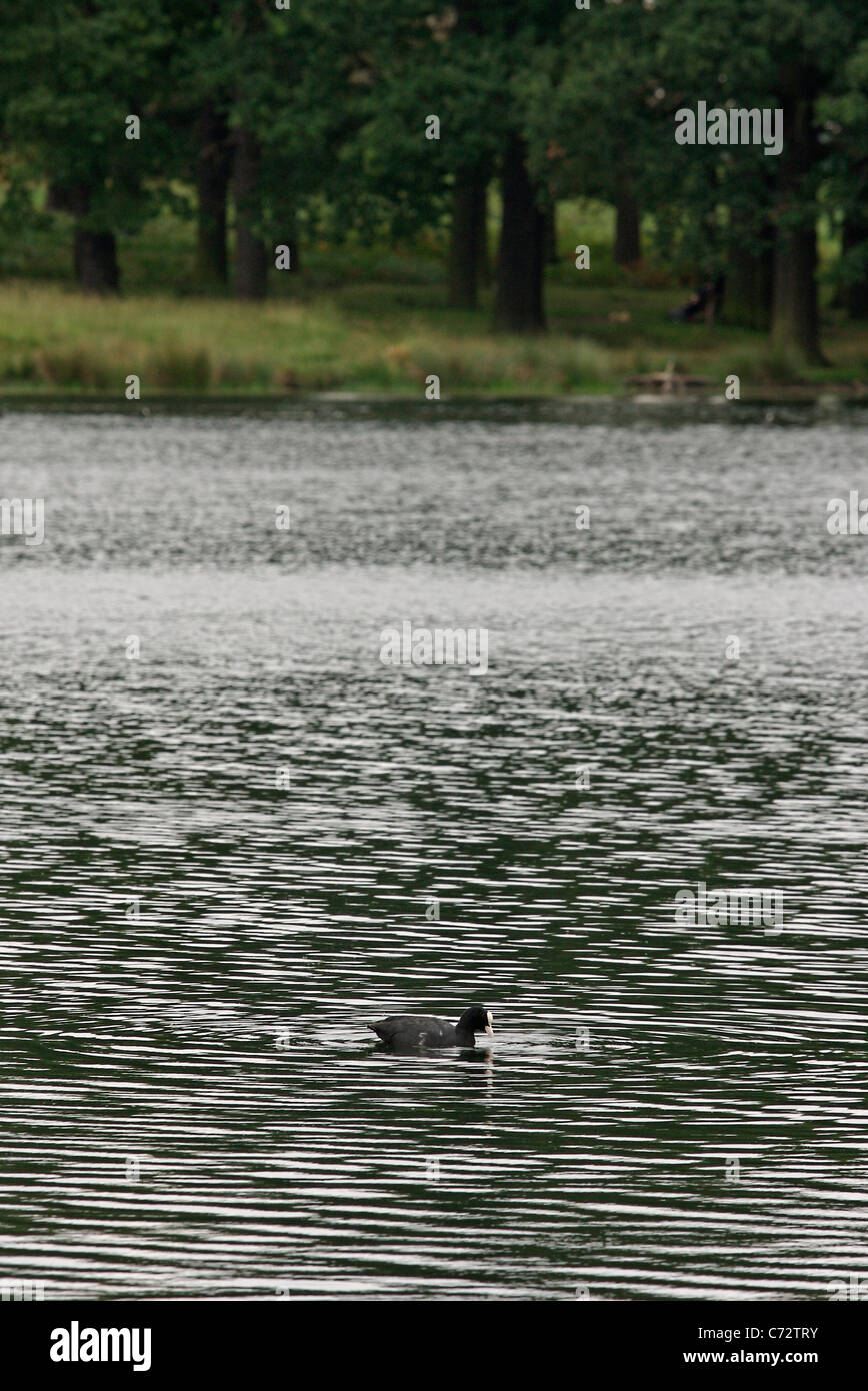 Eine einsame Coot-Ente schwimmt in den Stift Teichen im Richmond Park, London Stockfoto