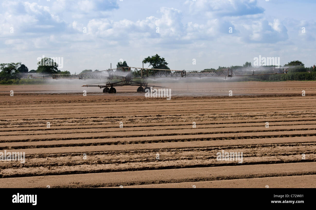 Bewässerungs-System, Wasser, Felder und junge Sprossen und Keimlinge trocknen zu bringen Stockfoto