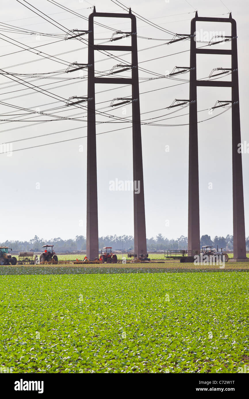 Stromleitungen über ein Feld-Hof in Ventura, Kalifornien Stockfoto