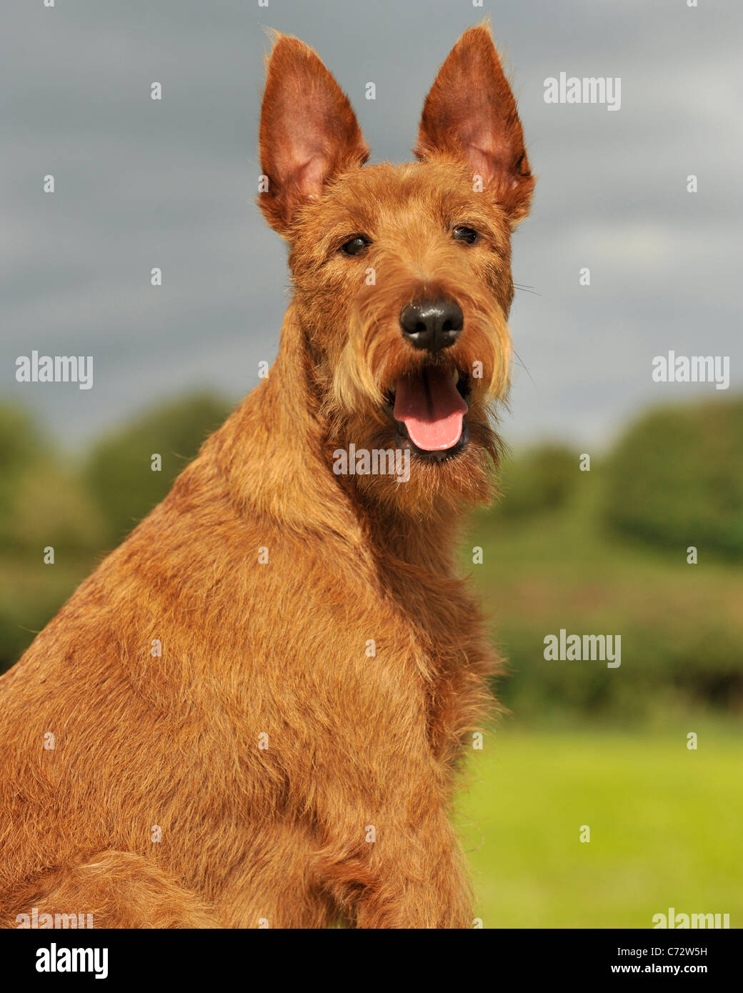Irish Terrier Hund Stockfoto