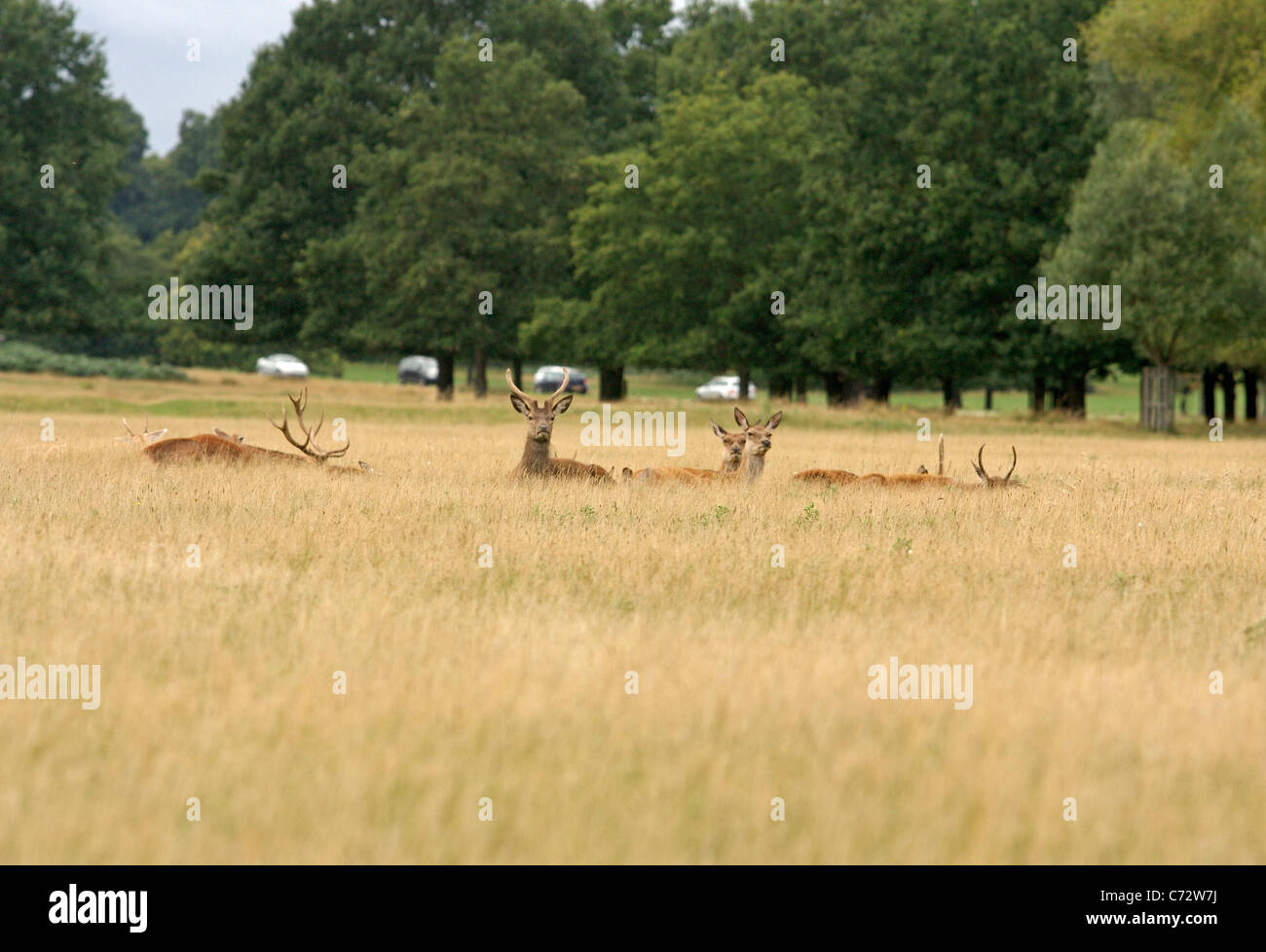 Eine Kraut der Hirsche liegen in einer Wiese im Richmond Park, während der Verkehr im Hintergrund passiert, durch Stockfoto