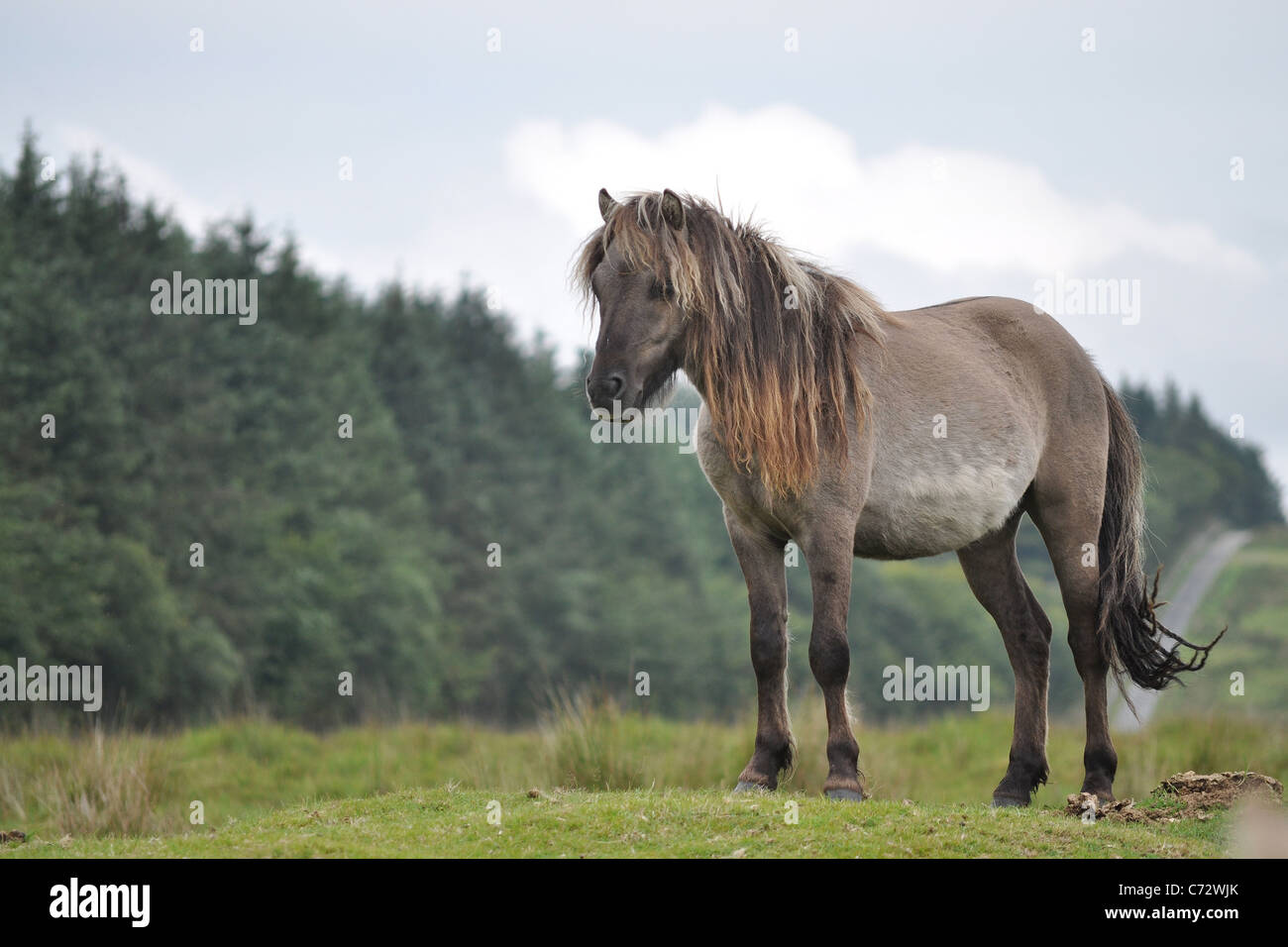 Dartmoor pony Stockfoto