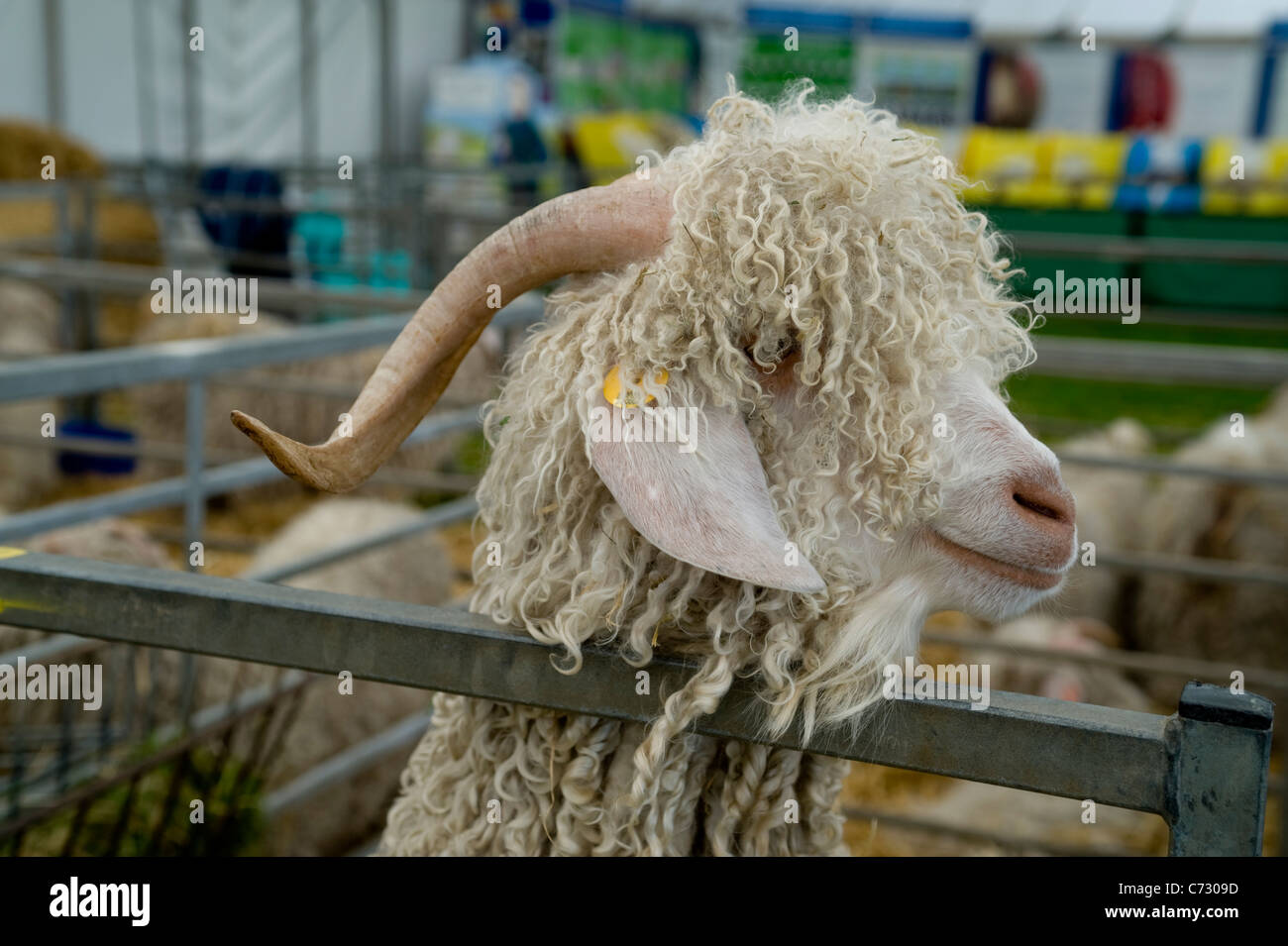 Die letzte Royal Show im Juli 2009 Stockfoto