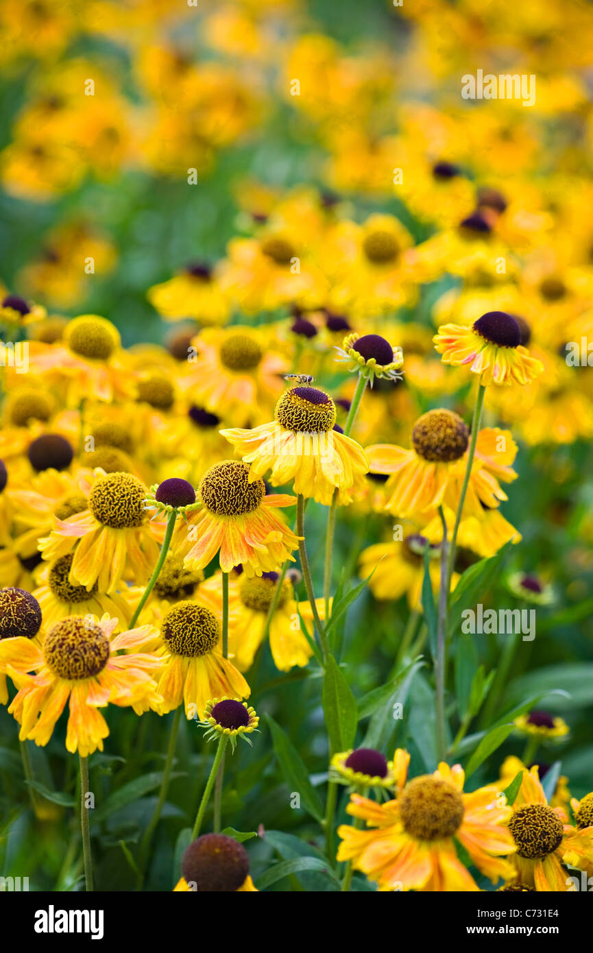 Nahaufnahme Bild des Herbstes Blüte, gelbe Helenium Blüten auch bekannt als Sneezeweed. Stockfoto