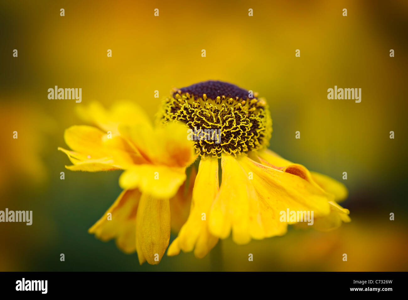Nahaufnahme Bild des Herbstes Blüte, gelbe Helenium Blüten auch bekannt als Sneezeweed. Stockfoto