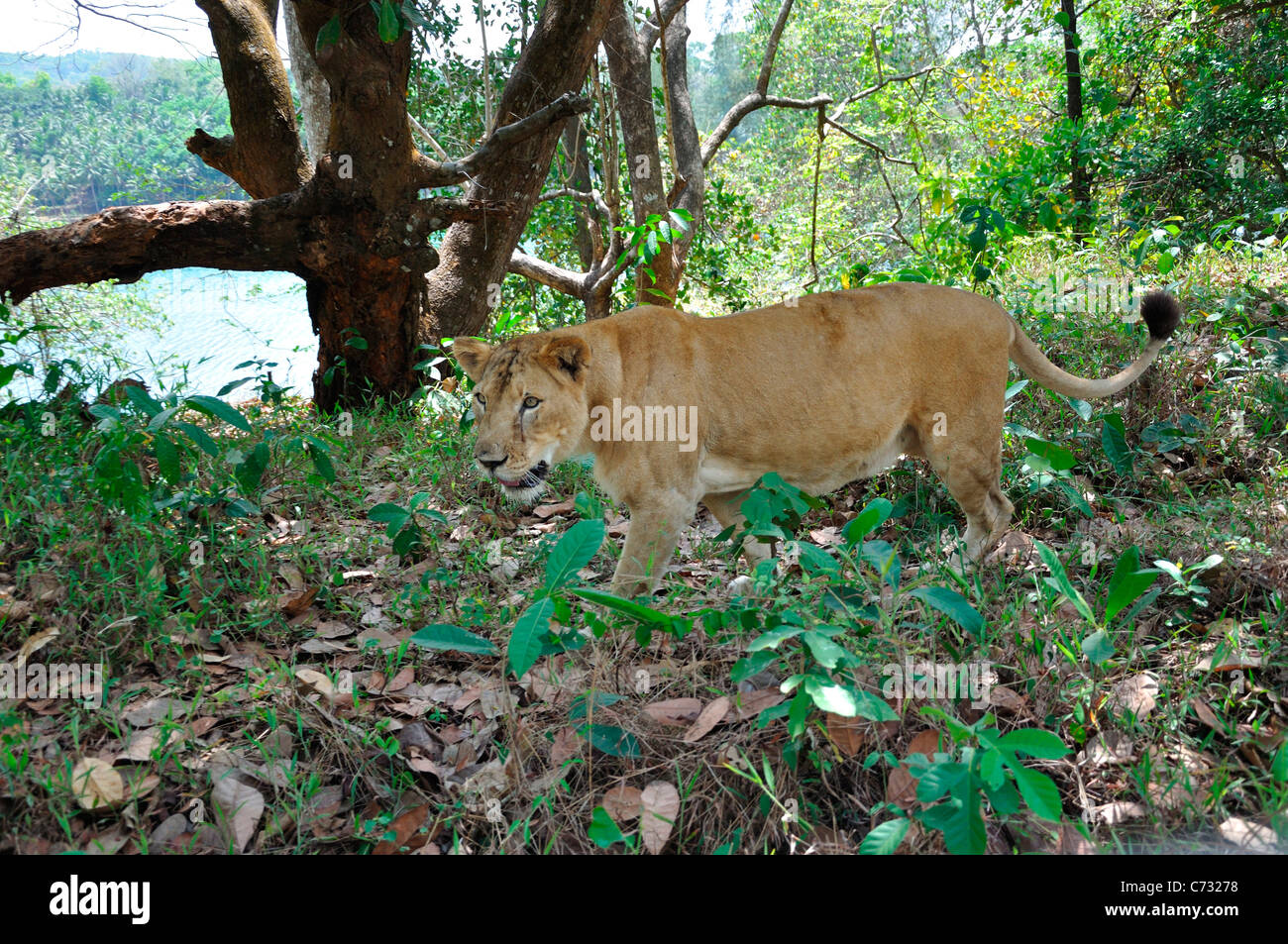 Indische Löwen Stockfoto