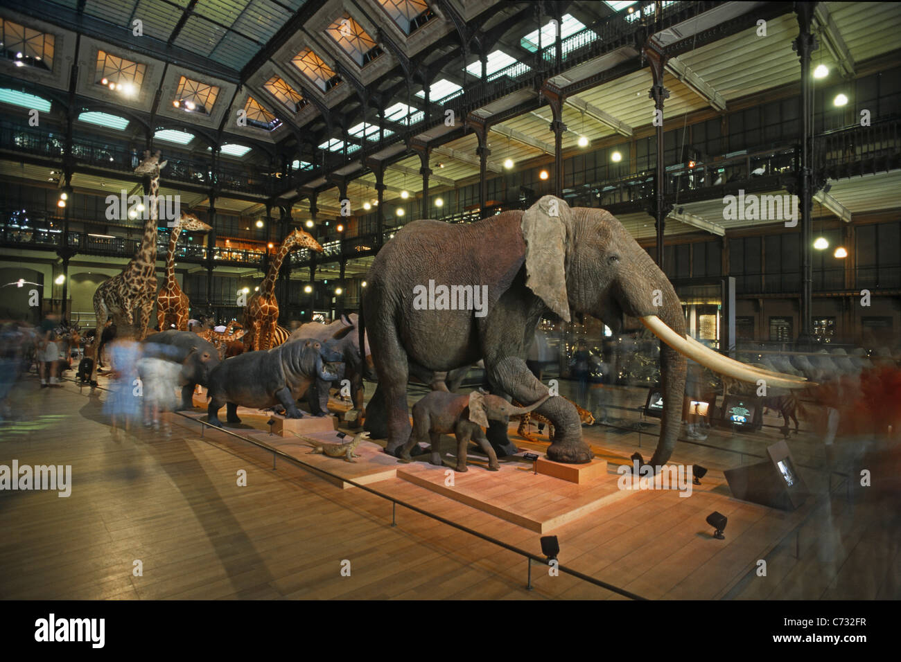 Tiere in der Galerie de Toleranzgrenzen, Natural History Museum, Jardin des Plantes, 5e Arrondissement, Paris, Frankreich Stockfoto