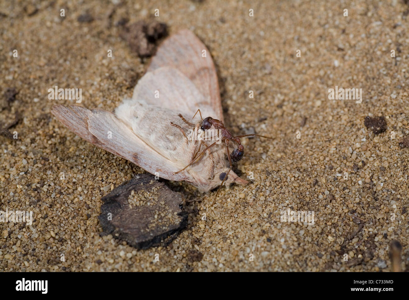 Australische Bull Ant stechen eine Motte zum Tode. Stockfoto