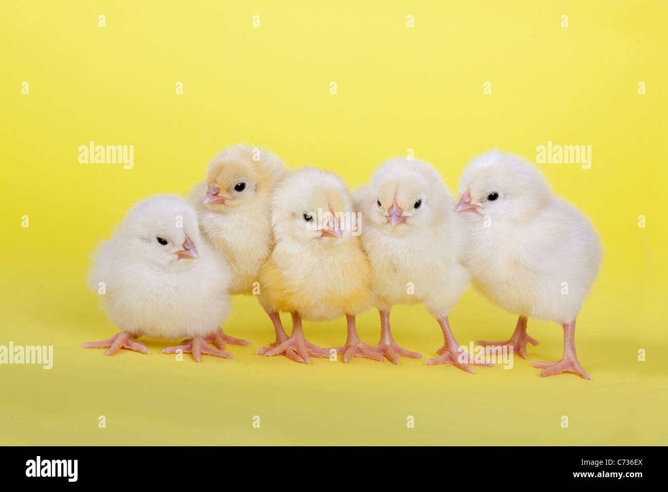 fünf neu geschlüpft Dayold Küken in einer Reihe auf gelbem Hintergrund Stockfoto