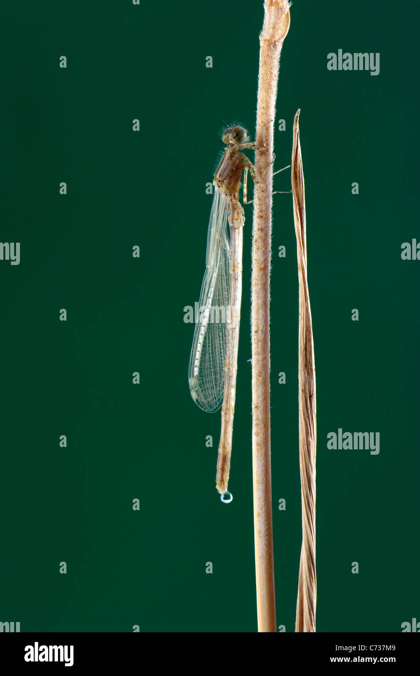 Migrantische Spreadwing, südlichen Emerald Damselfly (Lestes Barbarus). Frisch geschlüpften einzelne auf einem Rasen-Stiel. Stockfoto