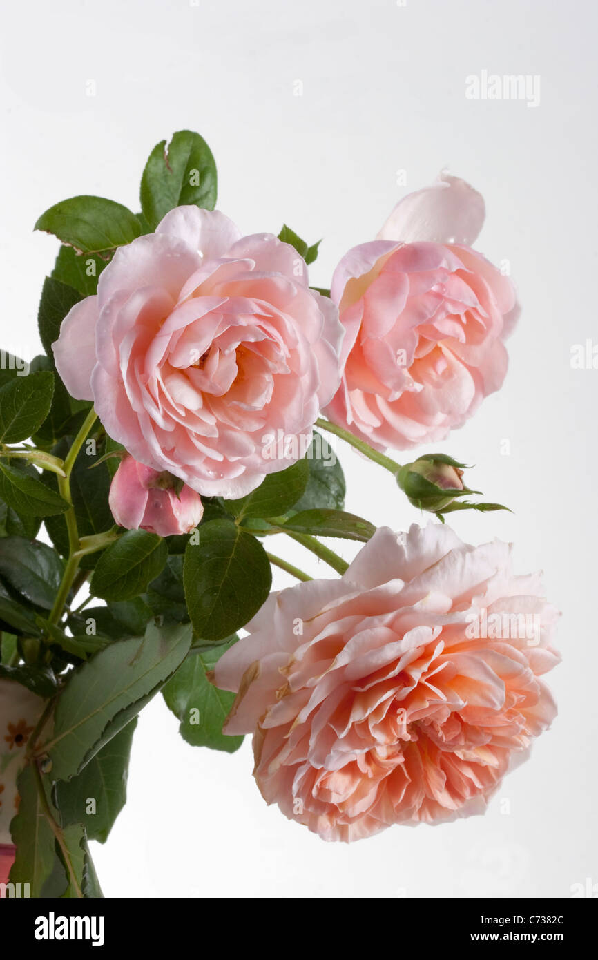 Englische rose Bouquet: Abraham Darby und Erbe Rosen Stockfoto