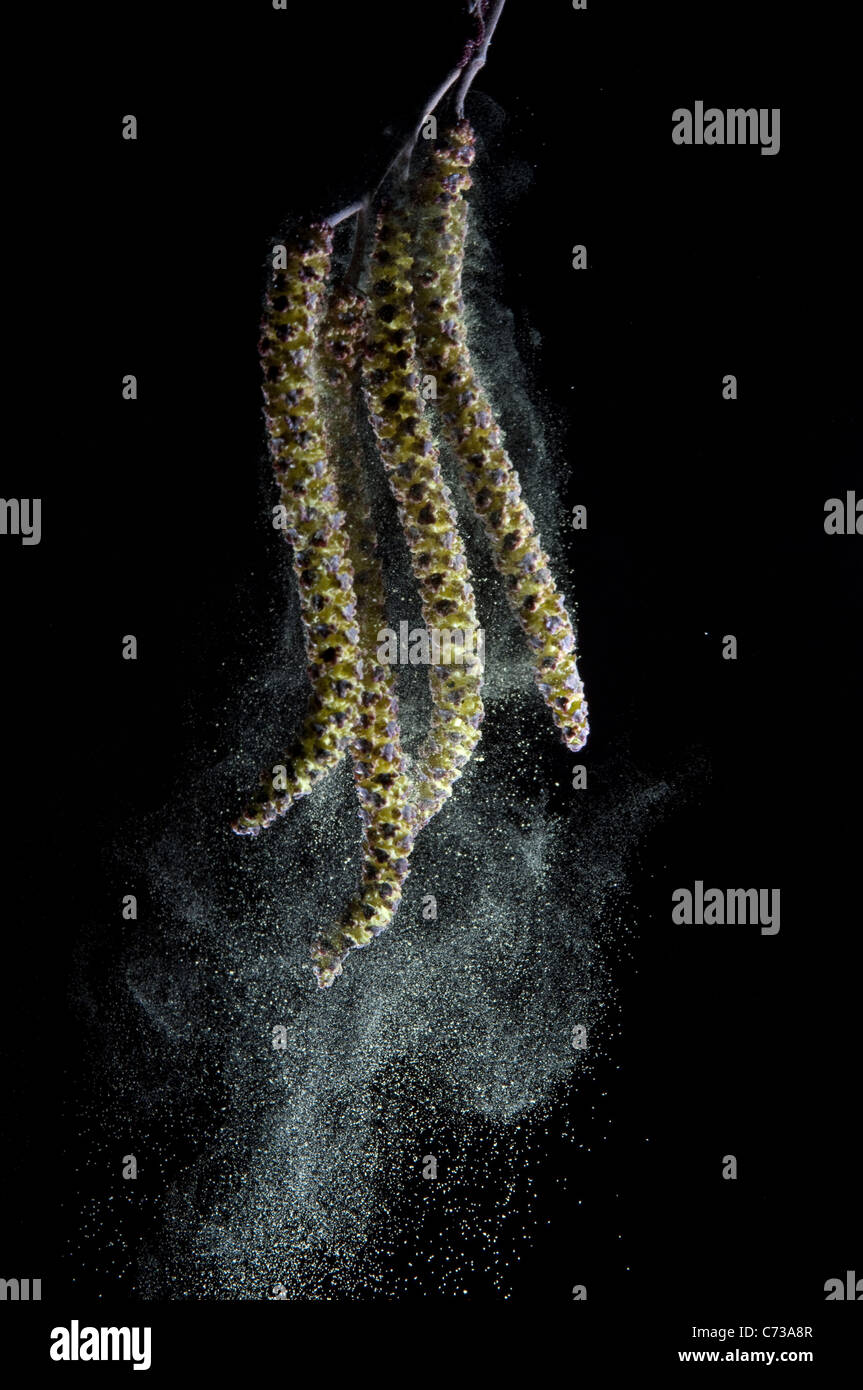 Erlen (Alnus SP.), männliche Blüte Stand Pollen abgeben. Studio Bild vor einem schwarzen Hintergrund. Stockfoto