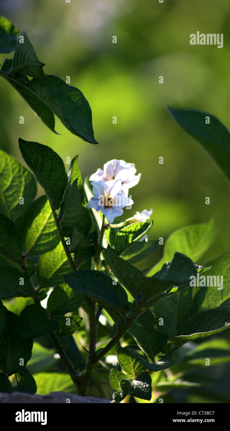 Blumen von neuen Kartoffeln Stockfoto