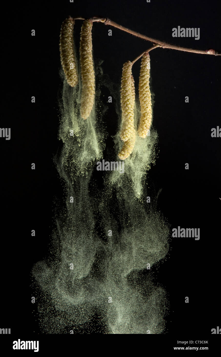 Gemeinsamen Hazel, Cobnut (Corylus Avellana), männliche Blüte Stand Pollen abgeben. Studio Bild vor einem schwarzen Hintergrund. Stockfoto