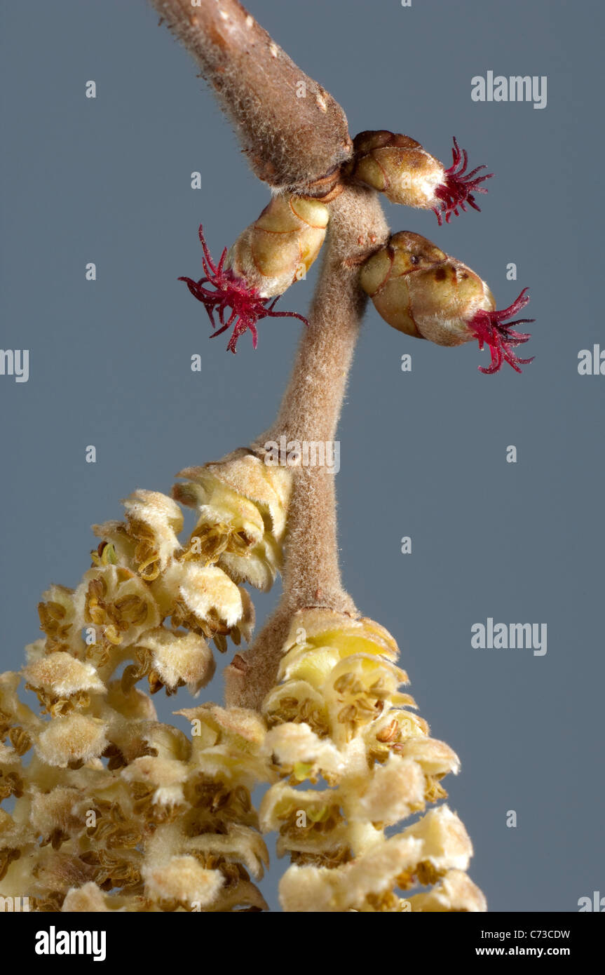 Gemeinsamen Hazel, Cobnut (Corylus Avellana), close-up der weiblichen Blüten auf einem Zweig. Stockfoto