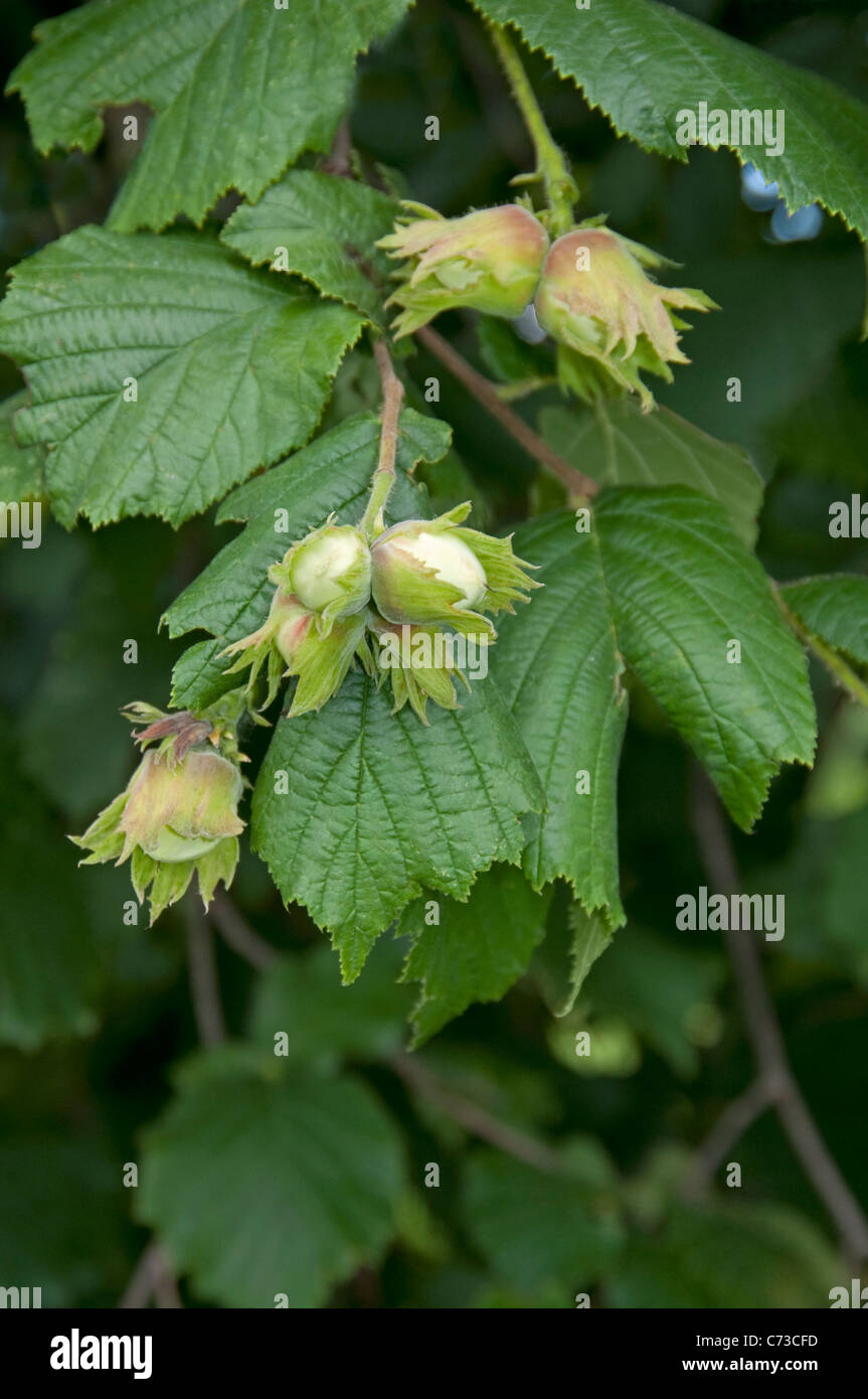 Gemeinsame Hasel (Corylus Avellana), Zweig mit unreifen Nüssen und Blättern. Stockfoto