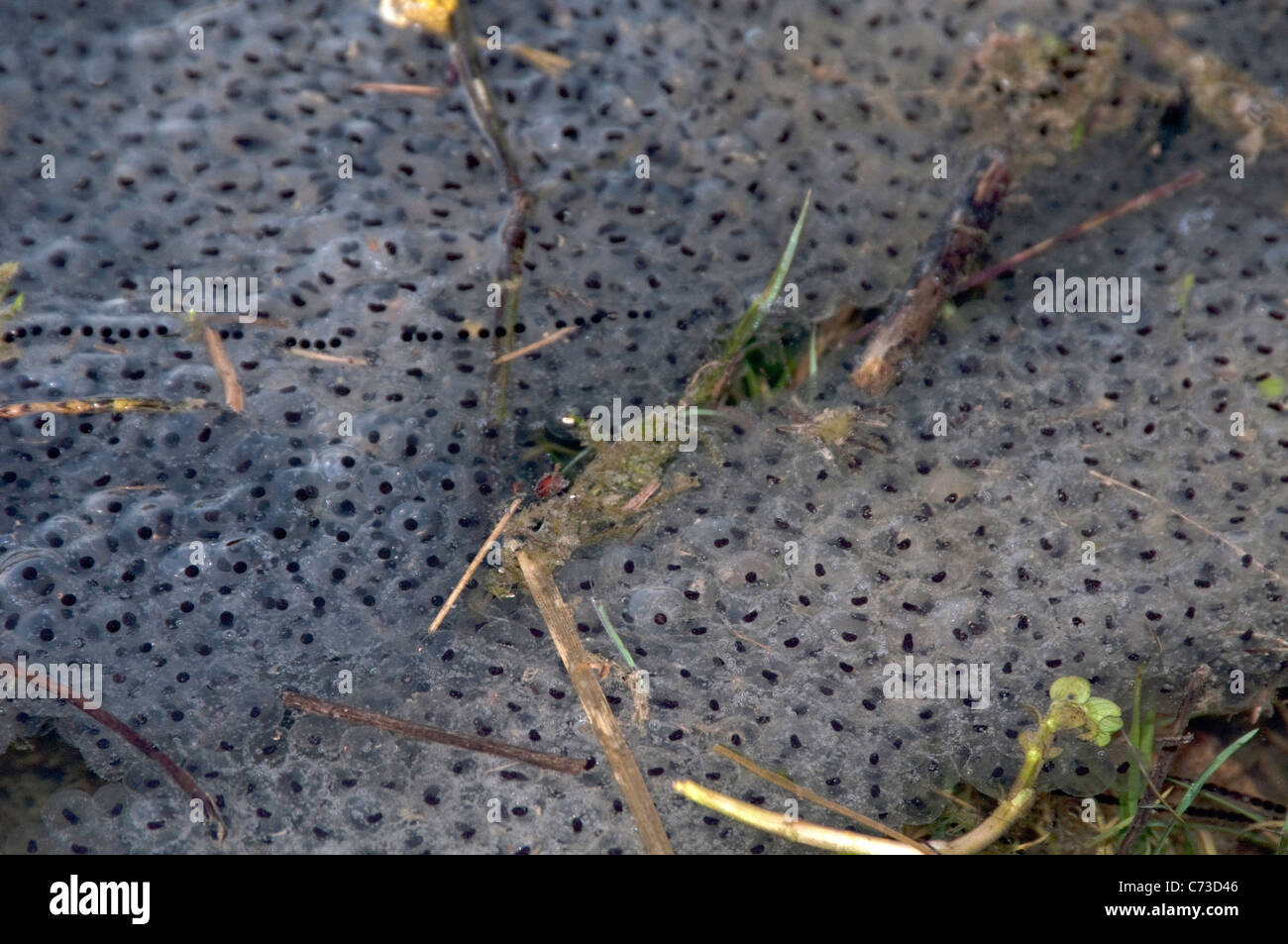 Grasfrosch (Rana Temporaria). Massen von Laich im Teich. Stockfoto