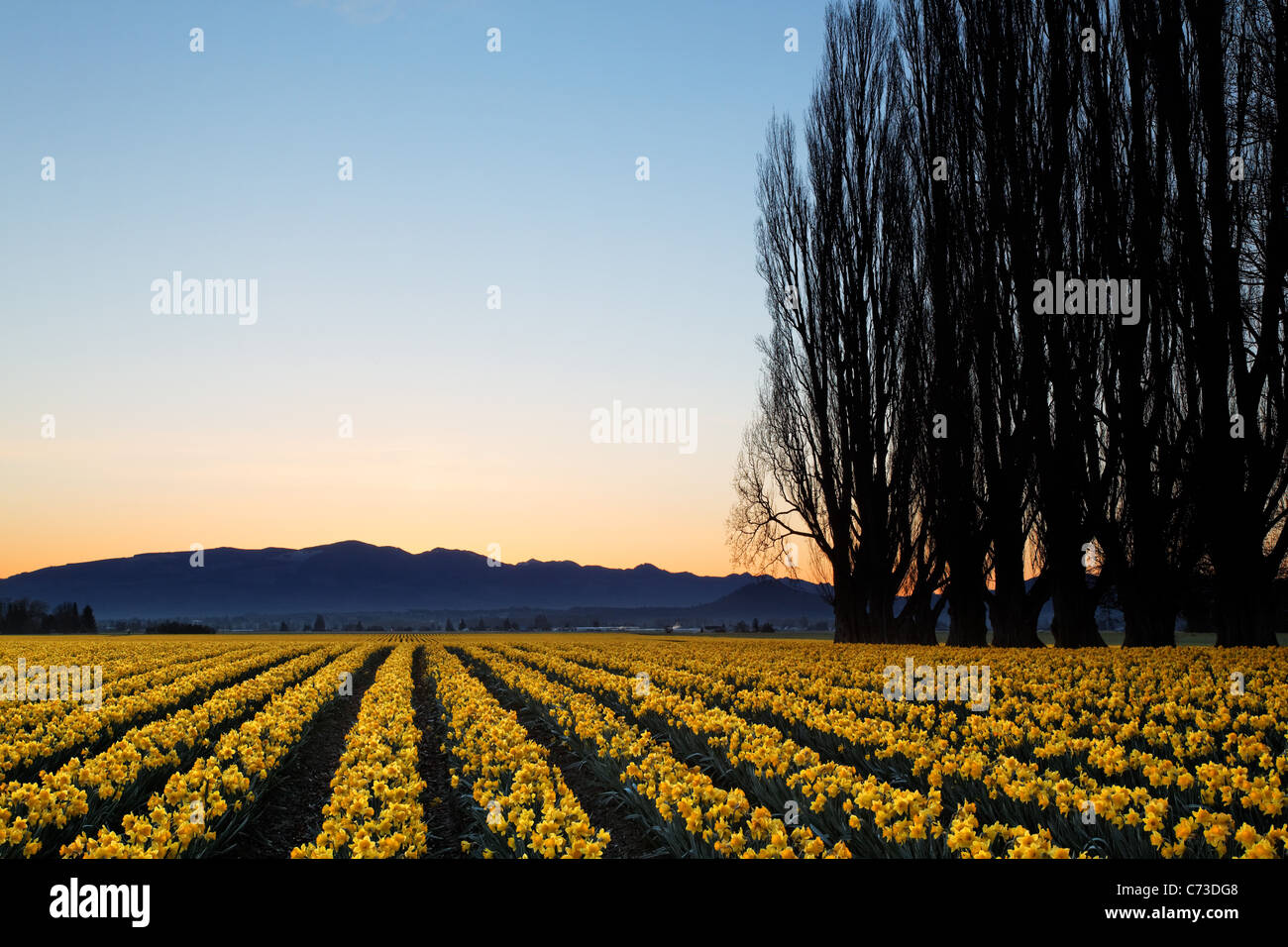 Pappel-Zeile und Bereich der gelben Narzissen bei Sonnenaufgang, Skagit Valley, Mount Vernon, Skagit County, Washington, USA Stockfoto