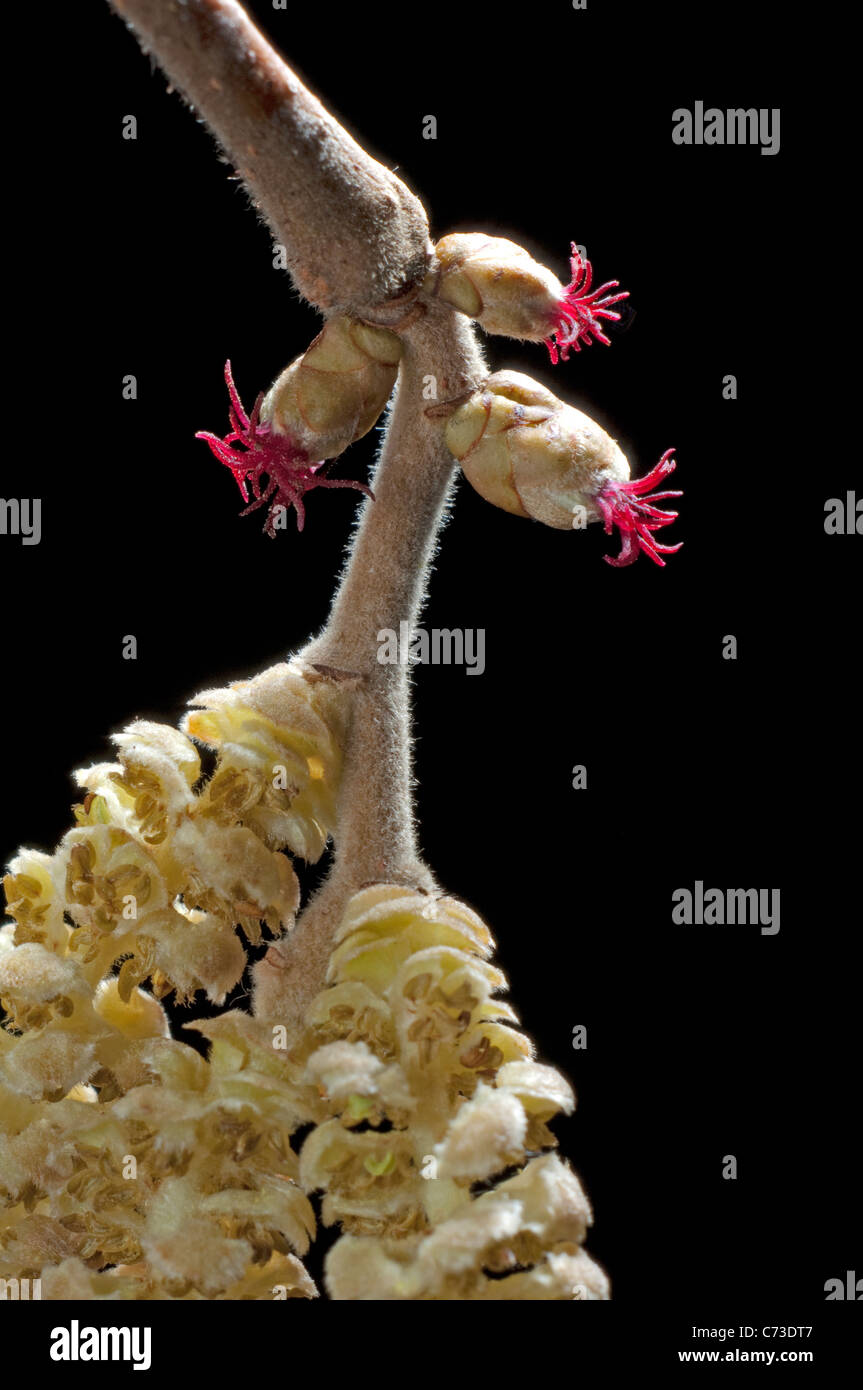 Gemeinsamen Hazel, Cobnut (Corylus Avellana), close-up der weiblichen Blüten auf einem Zweig. Stockfoto