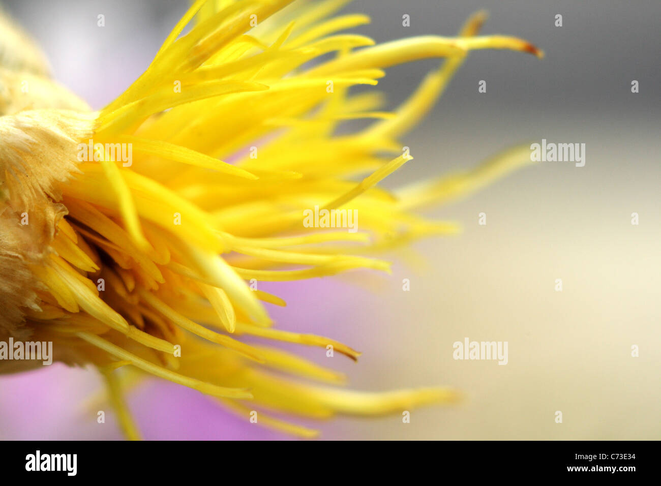 Centaurea Solstitialis, gelbe Sterne-Distel Stockfoto