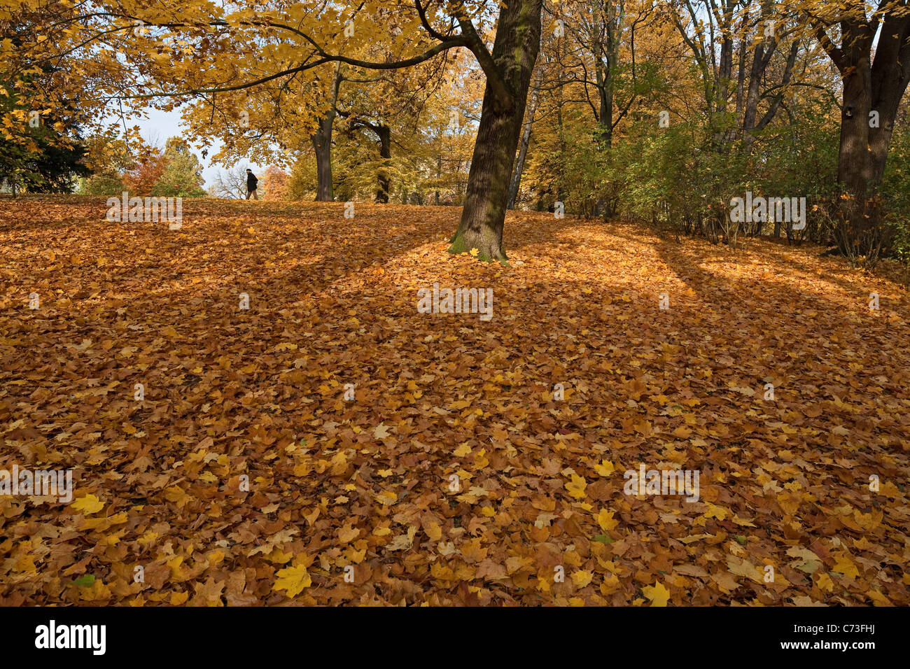 Herbst Blätter und Bäume im Park in der Nähe der Stadtmauern, Braunschweig, Brunswick, Niedersachsen, Norddeutschland Stockfoto