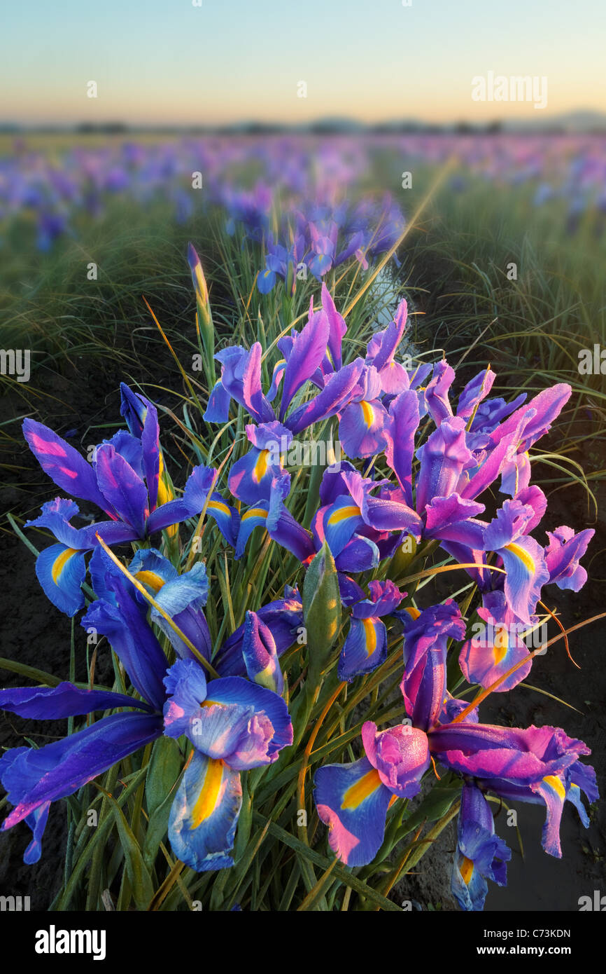 Bereich der blauen Iris, Skagit Valley, Mount Vernon, Washington Stockfoto