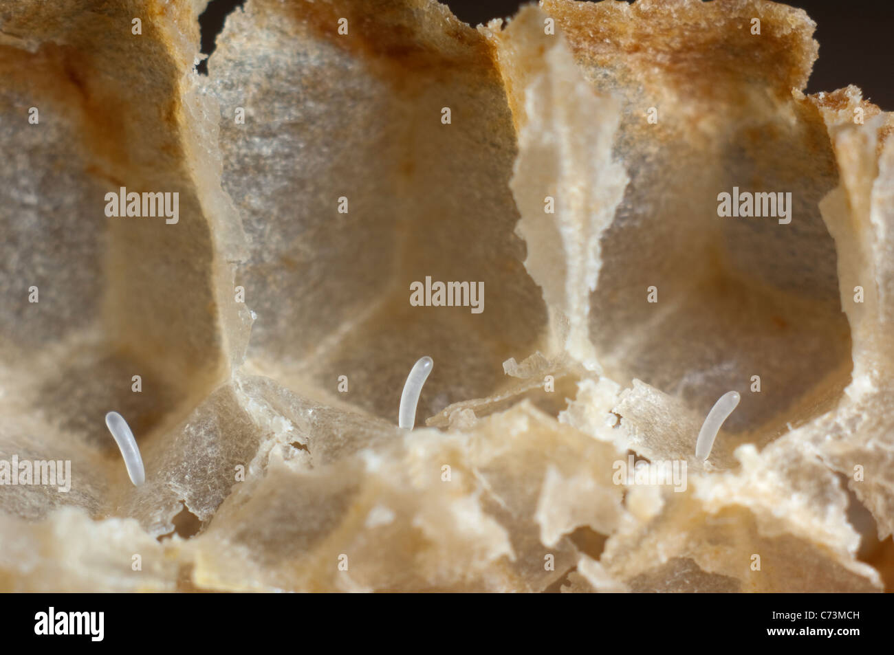 Europäische Honigbiene, westliche Honigbiene (Apis Mellifera, Apis Mellifica). Nahaufnahme von Eiern in den Zellen. Stockfoto