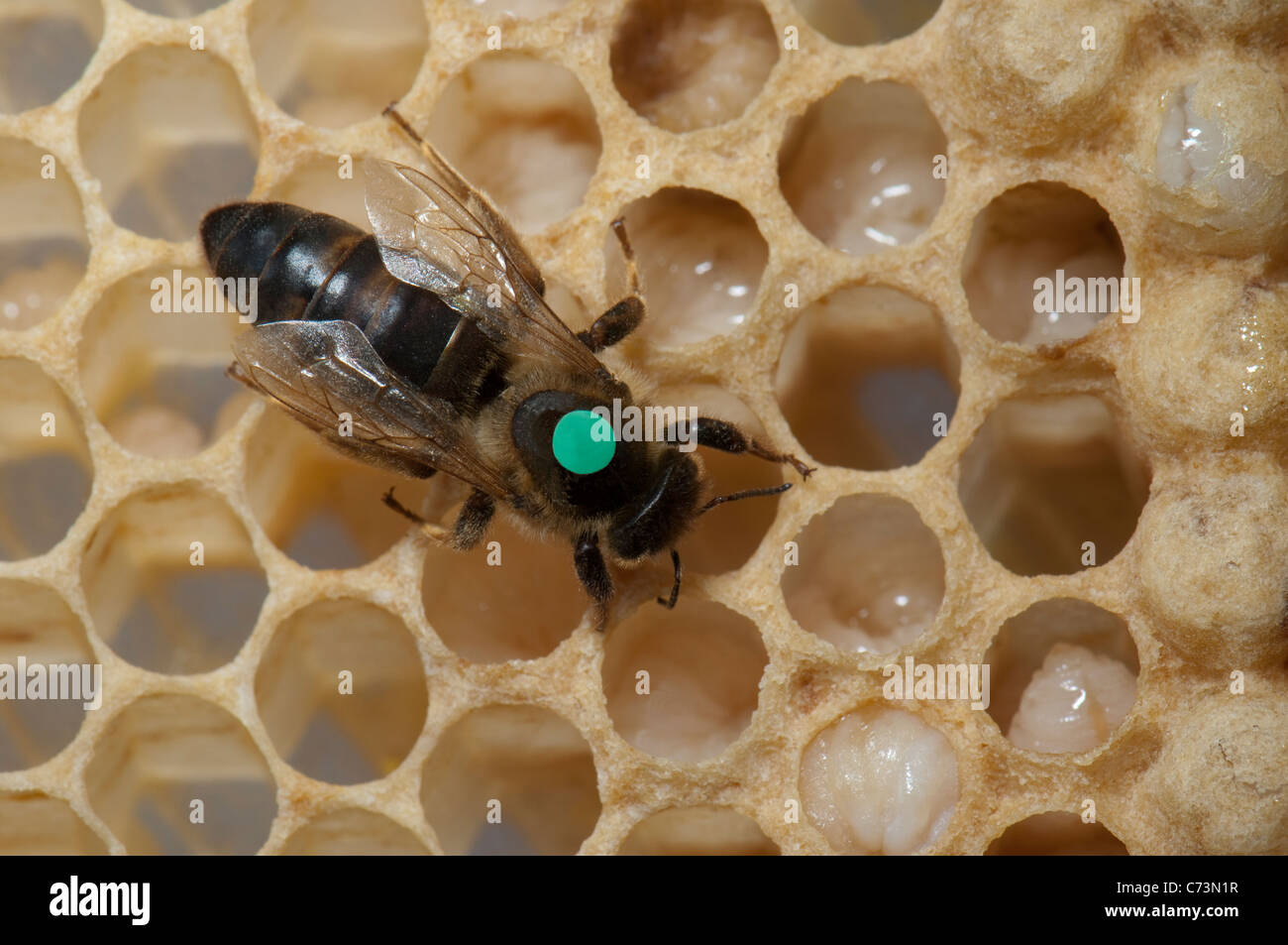 Europäische Honigbiene, westliche Honigbiene (Apis Mellifera, Apis Mellifica). Markierten Königin auf der Wabe. Stockfoto