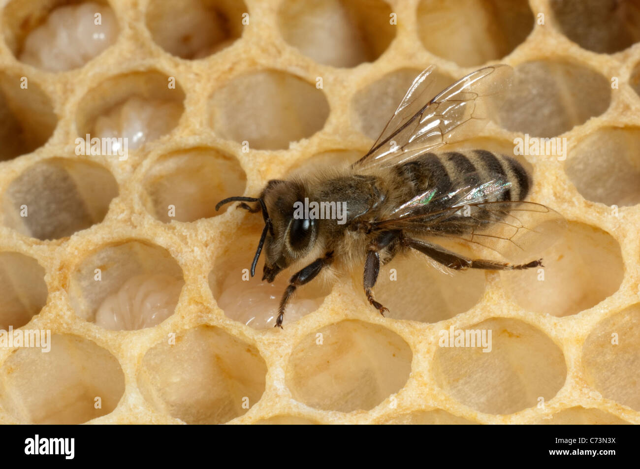 Europäische Honigbiene, westliche Honigbiene (Apis Mellifera, Apis Mellifica). Arbeiter, die Fütterung der Larven in den Zellen eine Honigwabe. Stockfoto