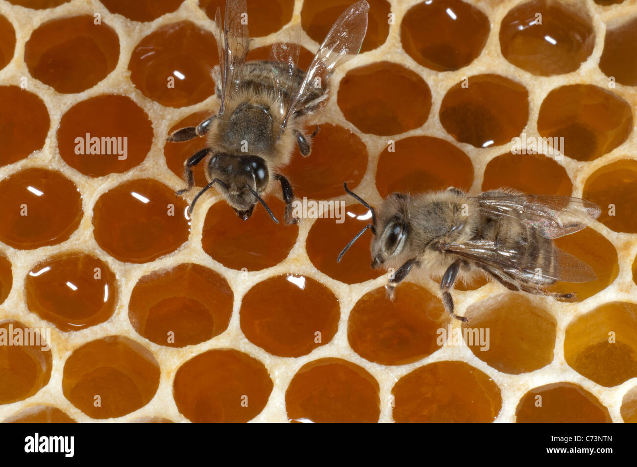 Europäische Honigbiene, westliche Honigbiene (Apis Mellifera, Apis Mellifica). Arbeiter auf Zellen von einer Wabe mit Honig gefüllt. Stockfoto