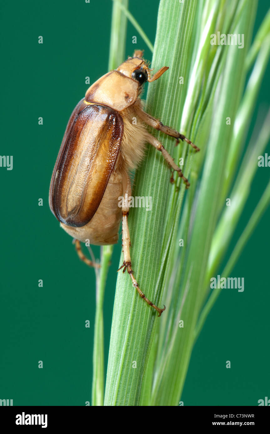 Sommer Chafer, Europäische Juni Käfer (Amphimallon Solstitiale). Imago auf einem Rasen-Stiel. Stockfoto