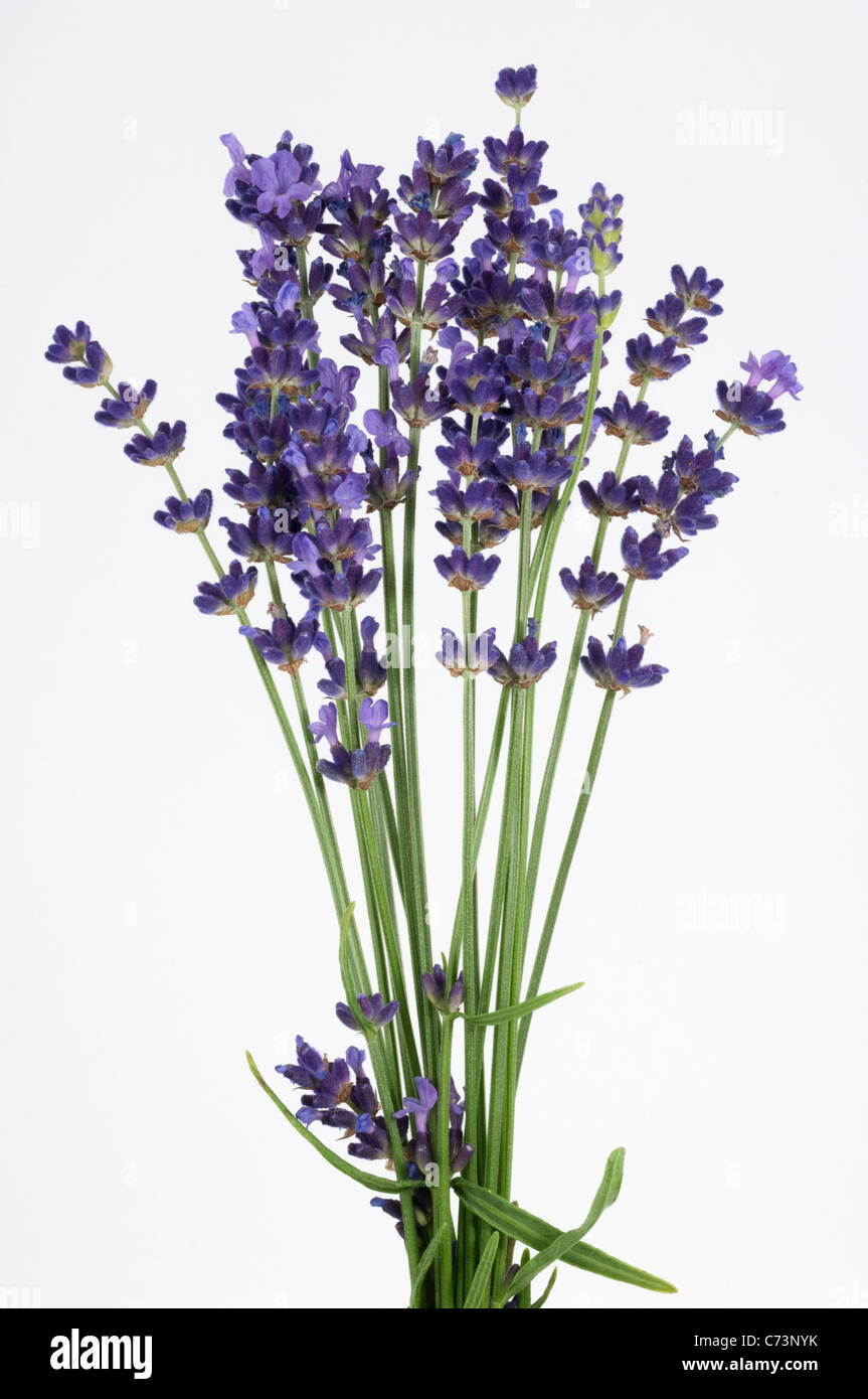 Echter Lavendel / Lavandula Angustifolia Kaufen
