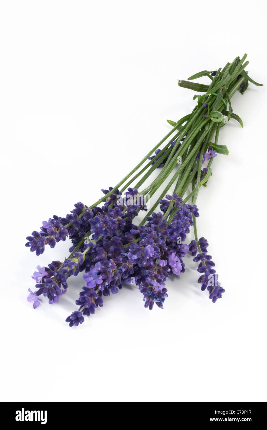 Englischer Lavendel (Lavandula Angustifolia, Lavandula Vera, Lavandula Officinalis), ergibt sich Blüte Stockfoto