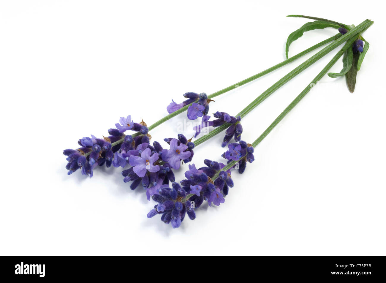 Englischer Lavendel (Lavandula Angustifolia, Lavandula Vera, Lavandula Officinalis), ergibt sich Blüte Stockfoto