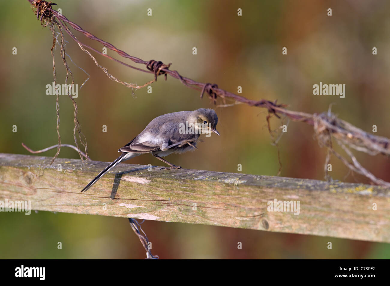 Trauerschnäpper Bachstelze Motacilla Alba Küken Stockfoto