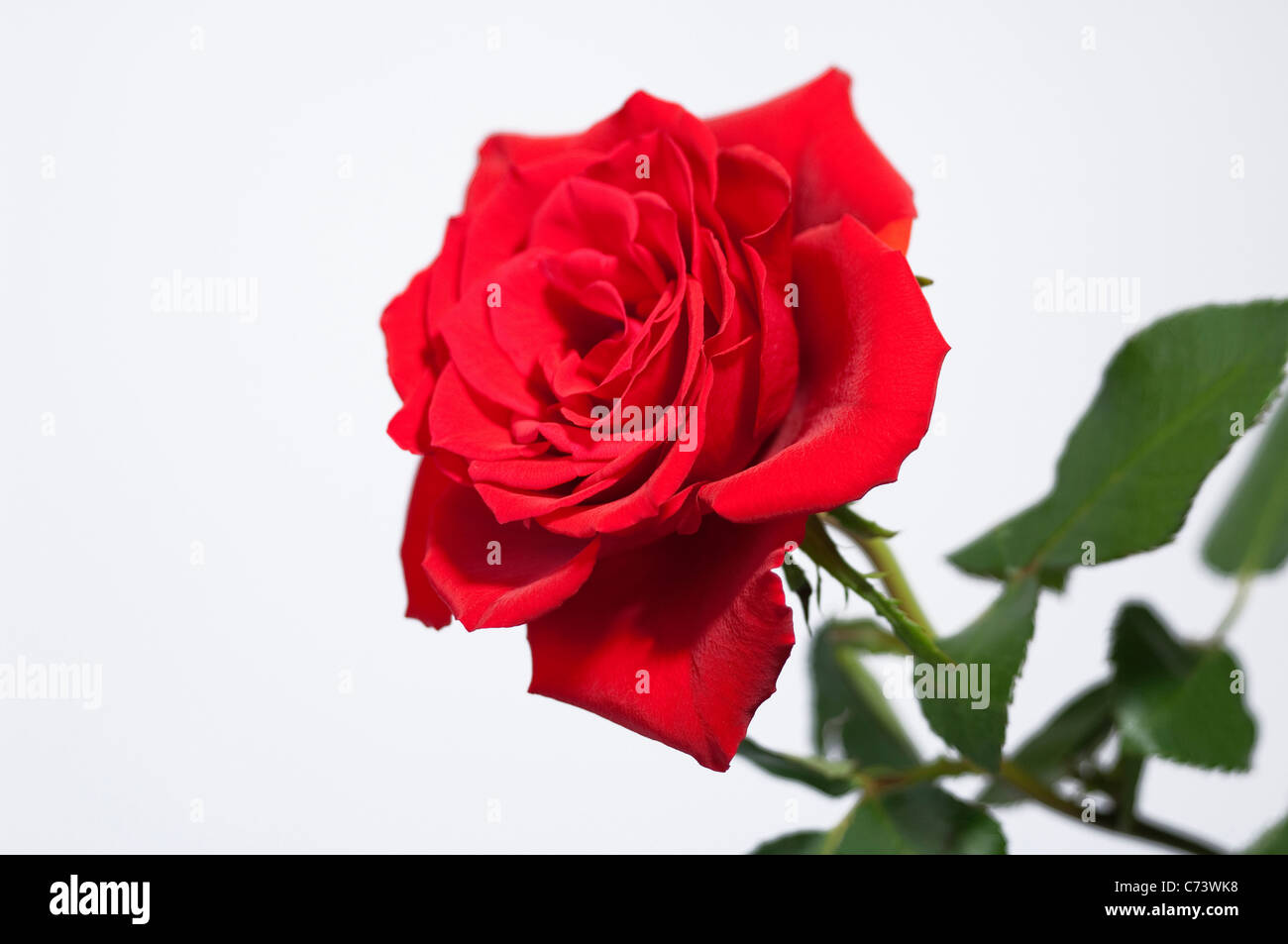 Rose (Rosa SP.), rote Blume. Studio Bild vor einem weißen Hintergrund. Stockfoto
