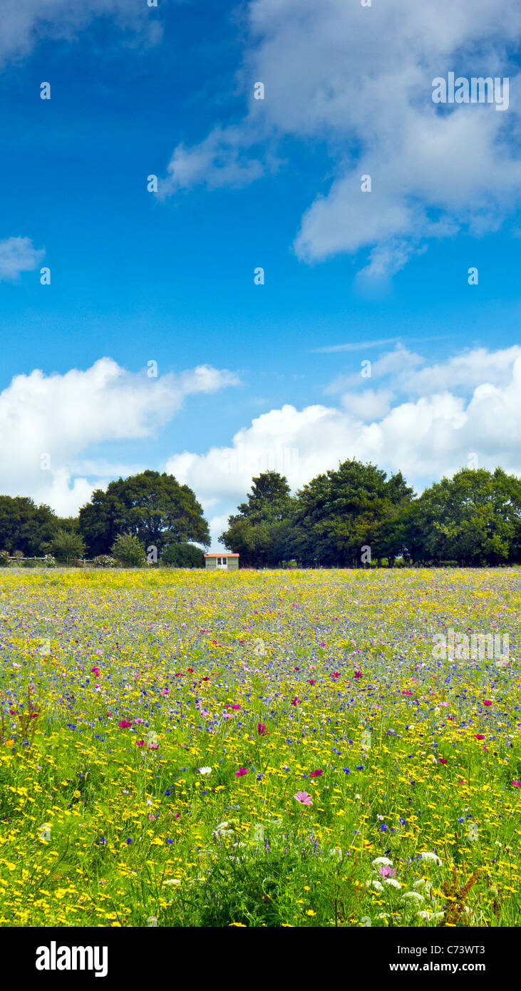 Wilde Blumenfeld nahe Pulborough, West Sussex Großbritannien UK Stockfoto