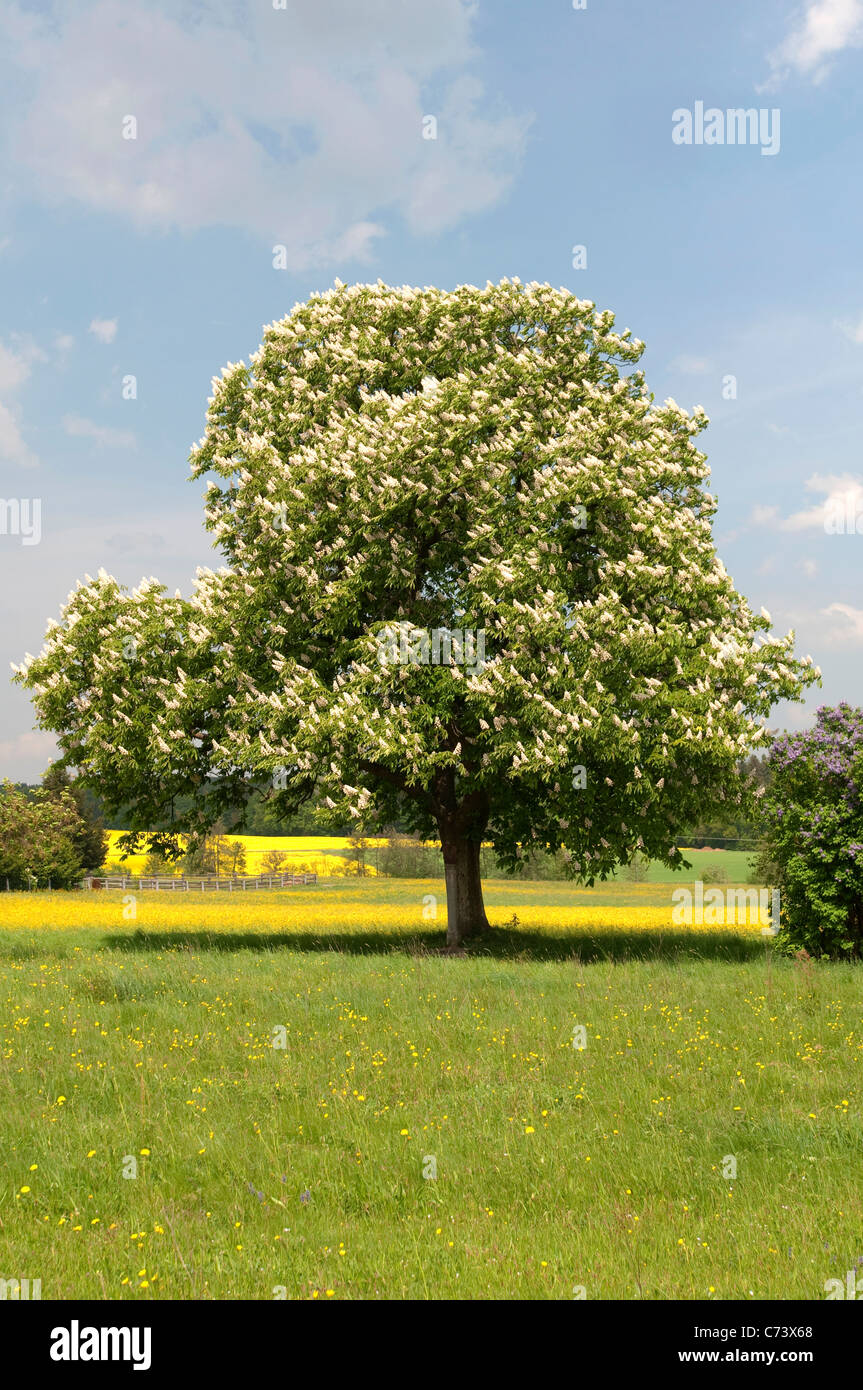 Rosskastanie (Aesculus Hippocastanum), blühender Baum. Stockfoto